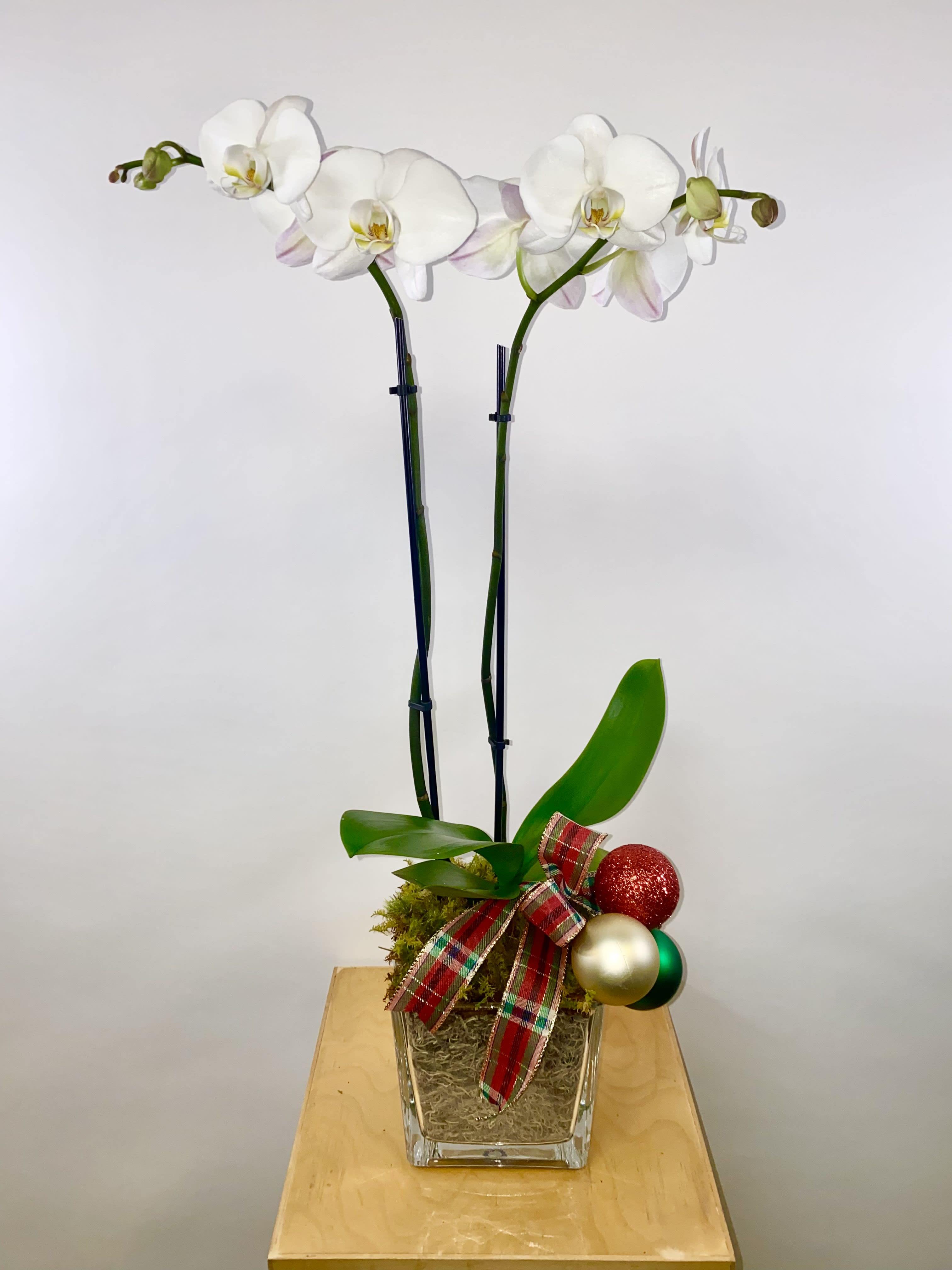 Christmas Orchid Planter - Single Orchid Plant with Live Moss in a Clear Glass Vase and Christmas Bow
