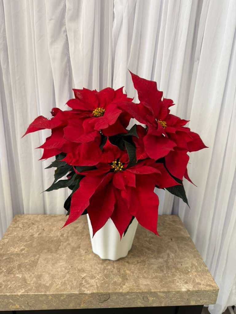 6 Inch Poinsetta Plant - .