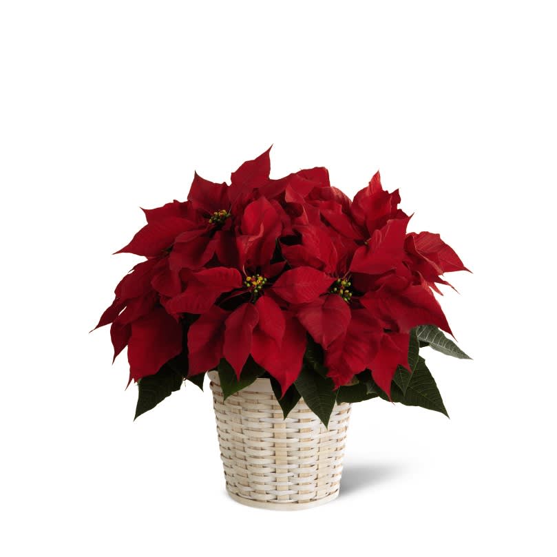 POINSETTIA - For the plant lover!  Available in at least 3 sizes.  To request colors other than red, please call.