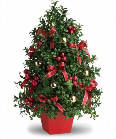 Holiday Boxwood Celebration - AVAILABLE FOR A LIMITED TIME.  These delightful trees are a perennial favorite. They may be styled in a color choice chosen by you or designed in traditional colors. They are approx. 14" tall and 12" wide so they can go anywhere a touch of Christmas is needed.