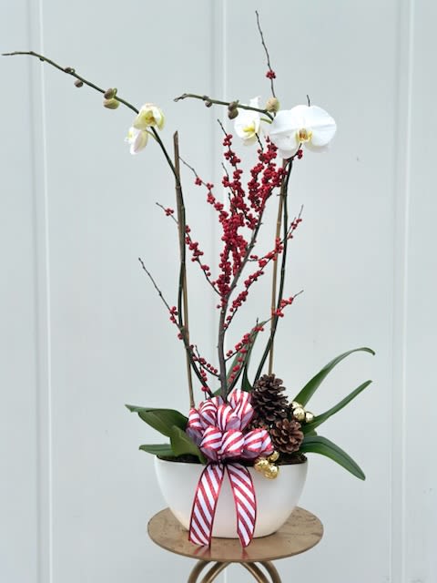 Orchids &amp; Berries - Two white Phalaenopsis plants trimmed with holiday ribbon, pine cones and Christmas balls. A perfect holiday gift!