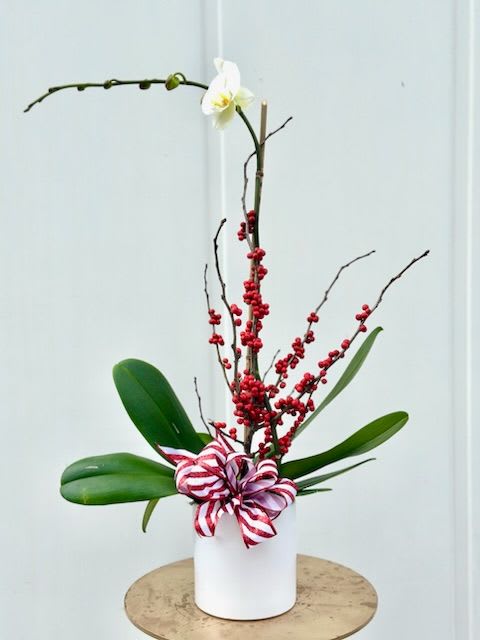 Holiday Orchid - Single white Phalaenopsis Orchid plant trimmed with holiday ribbon, pine cones and Christmas balls