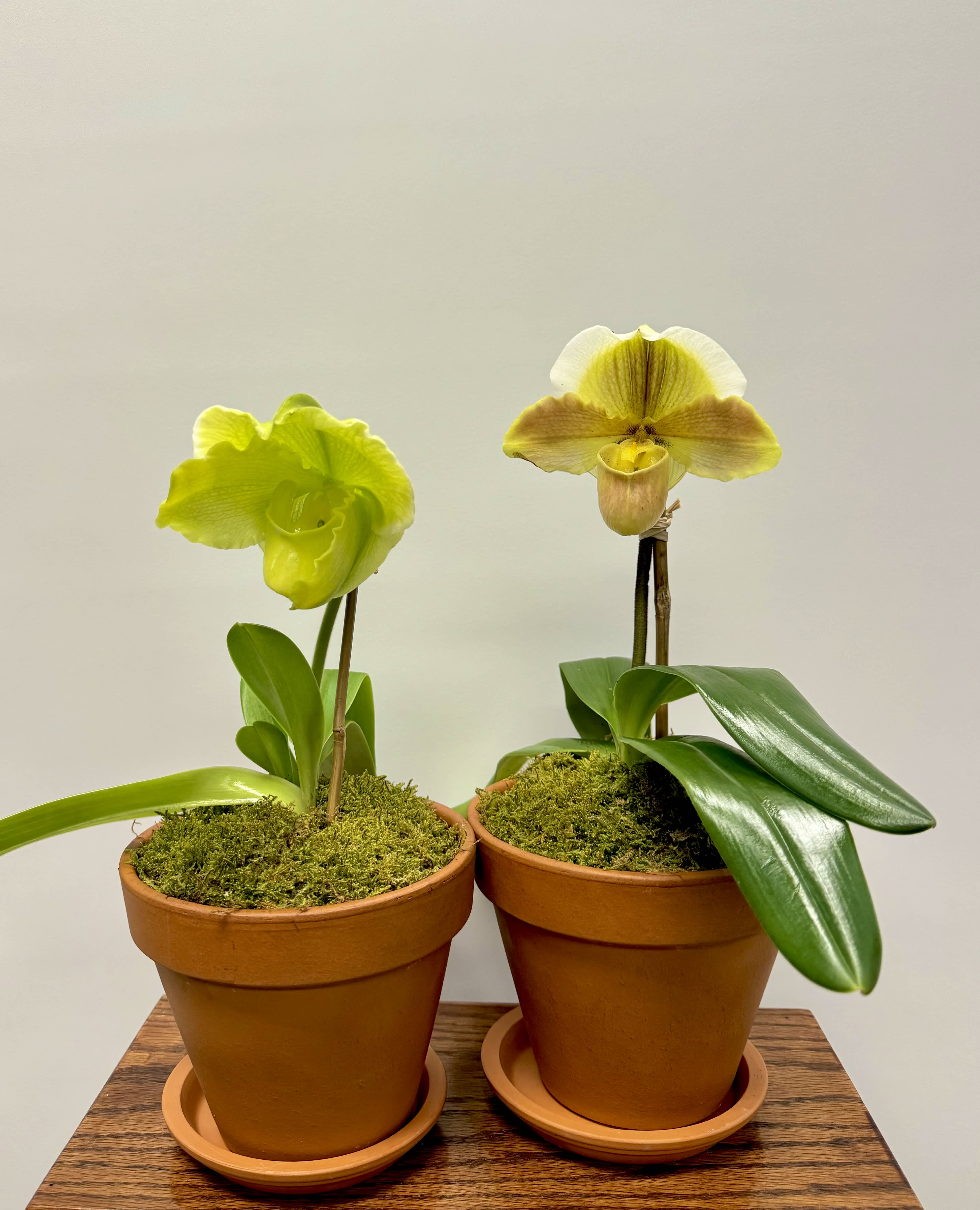 Lady Slipper Orchid - Unique and beautiful, the lady slipper orchid is the perfect gift for the plant lover in your life. Shown are two color options, ordering online the color in stock will vary.