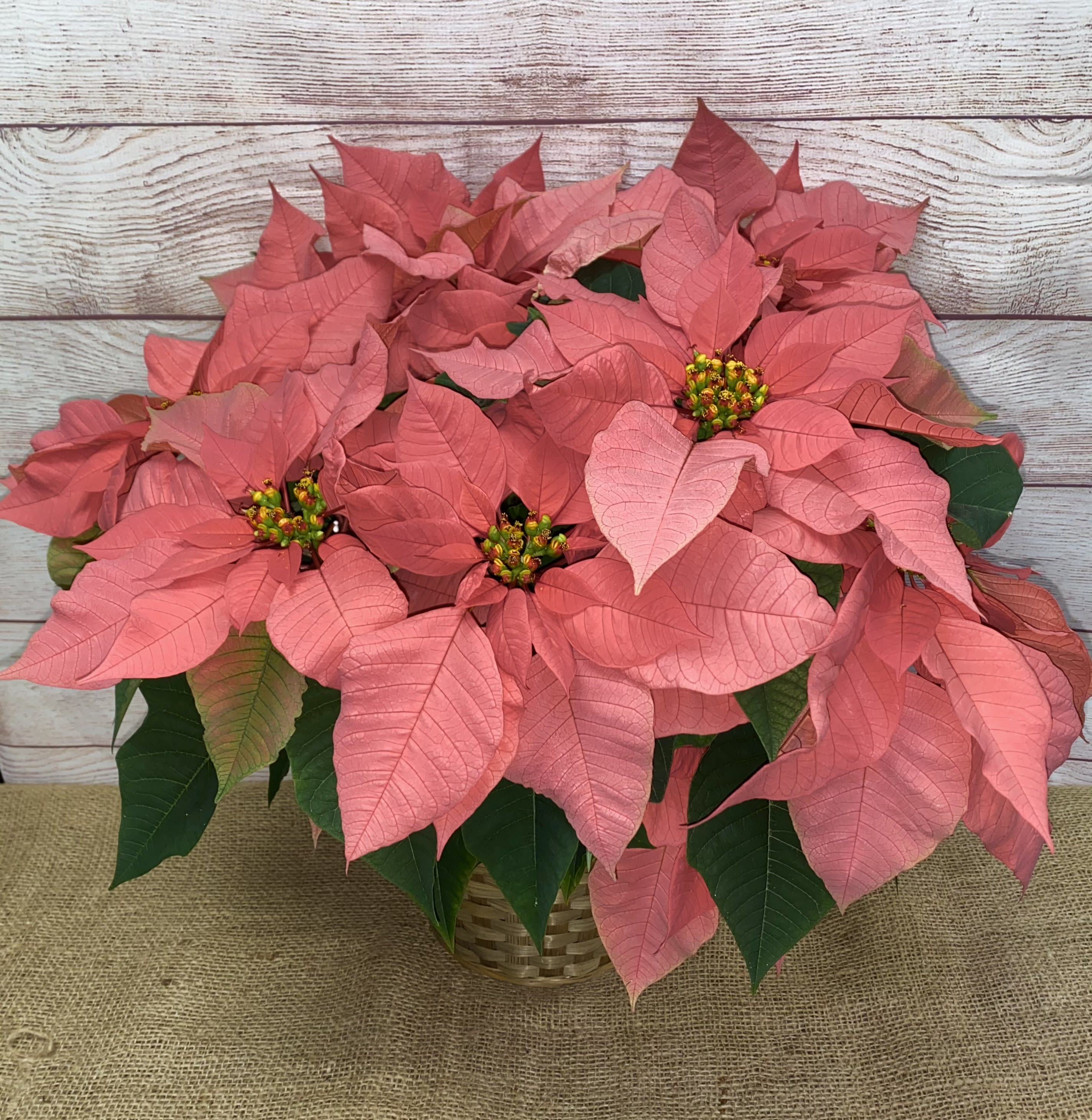 Pink Poinsettia  - Beautiful Poinsettia available in different sizes. Please call for size and color options, or if you have any other questions.  
