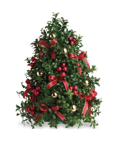 Boxwood Tree - Decorated Boxwood Tree