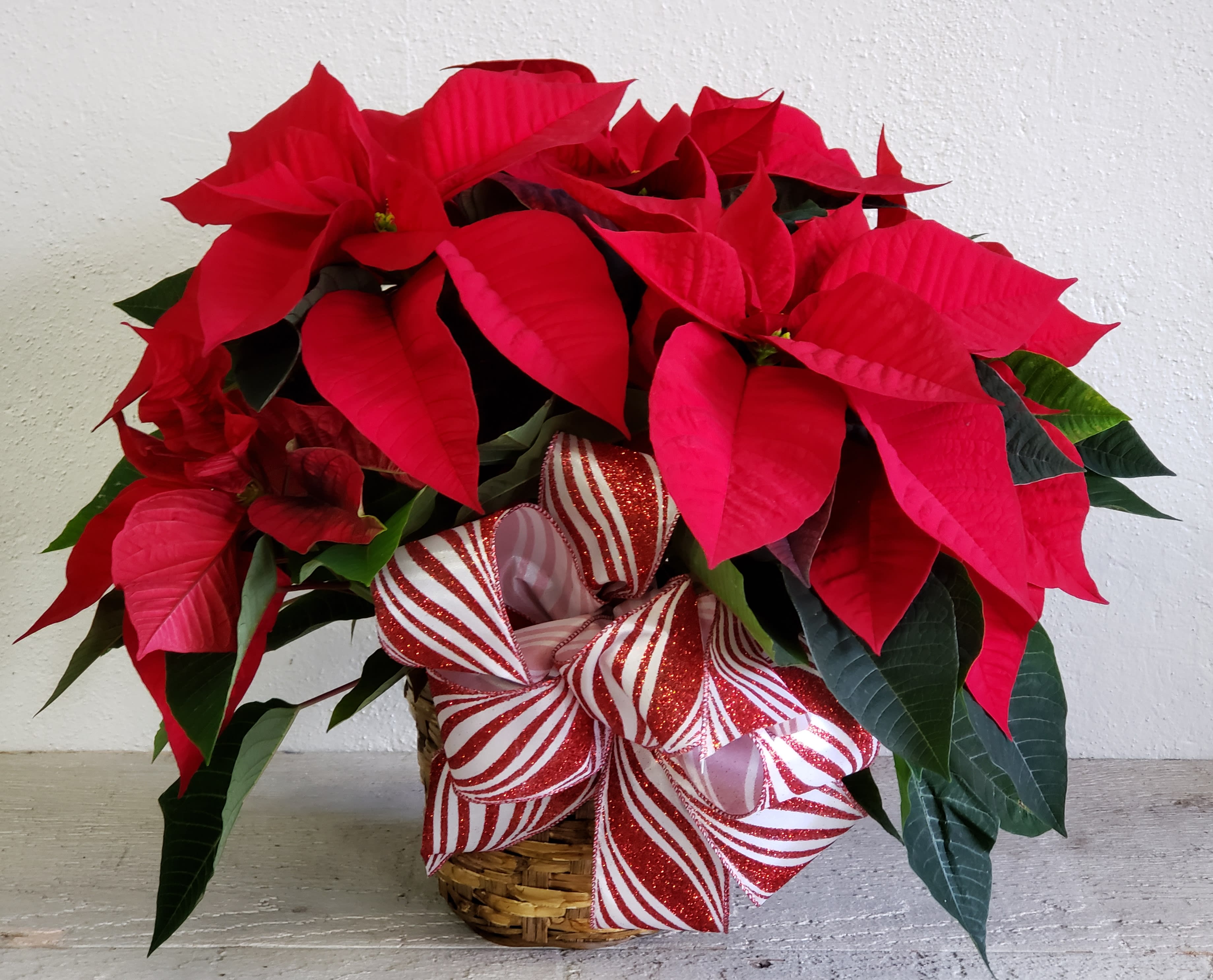 Red Poinsettia  - Traditional thoughtful red Poinsettia  warms the spot and brightens your day. Standard is a 6.5 inch pot approx. 17 inches tall, Deluxe is a 7.5 inch pot approx.20 inches tall, and premium is in a 8.5 inch pot and approx. 24 inches tall 
