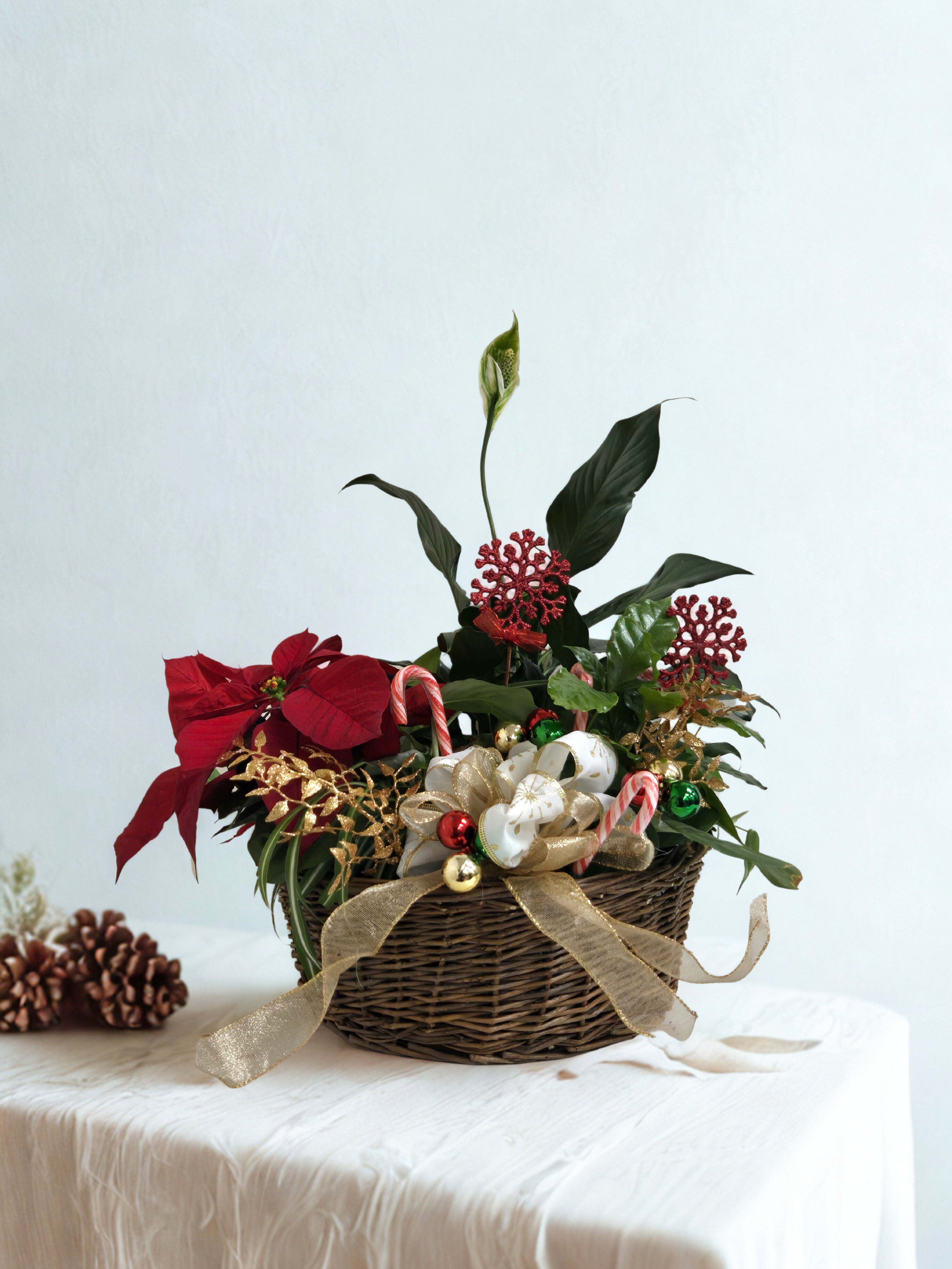 Poinsettia Dish Garden - Bring the magic of the season into any home or office with our beautifully curated Poinsettia Dish Garden. This charming basket blends the iconic holiday poinsettia with a selection of easy-care green plants, creating a gift that feels both festive and long-lasting. Accented with cheerful holiday décor and finished in a natural woven basket, this piece makes a warm and thoughtful choice for Christmas gifting, hostess presents, client deliveries, or adding seasonal cheer to your own space.  Because each garden is designed by our florists, decorative elements and plant varieties may vary slightly, ensuring every piece is unique.