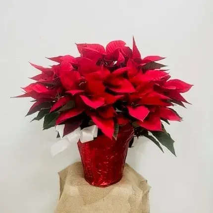 Showstopper Poinsettia - This this wonderfully beautiful poinsettia in full bloom for the holidays this year. 8&quot; pot plant branched.