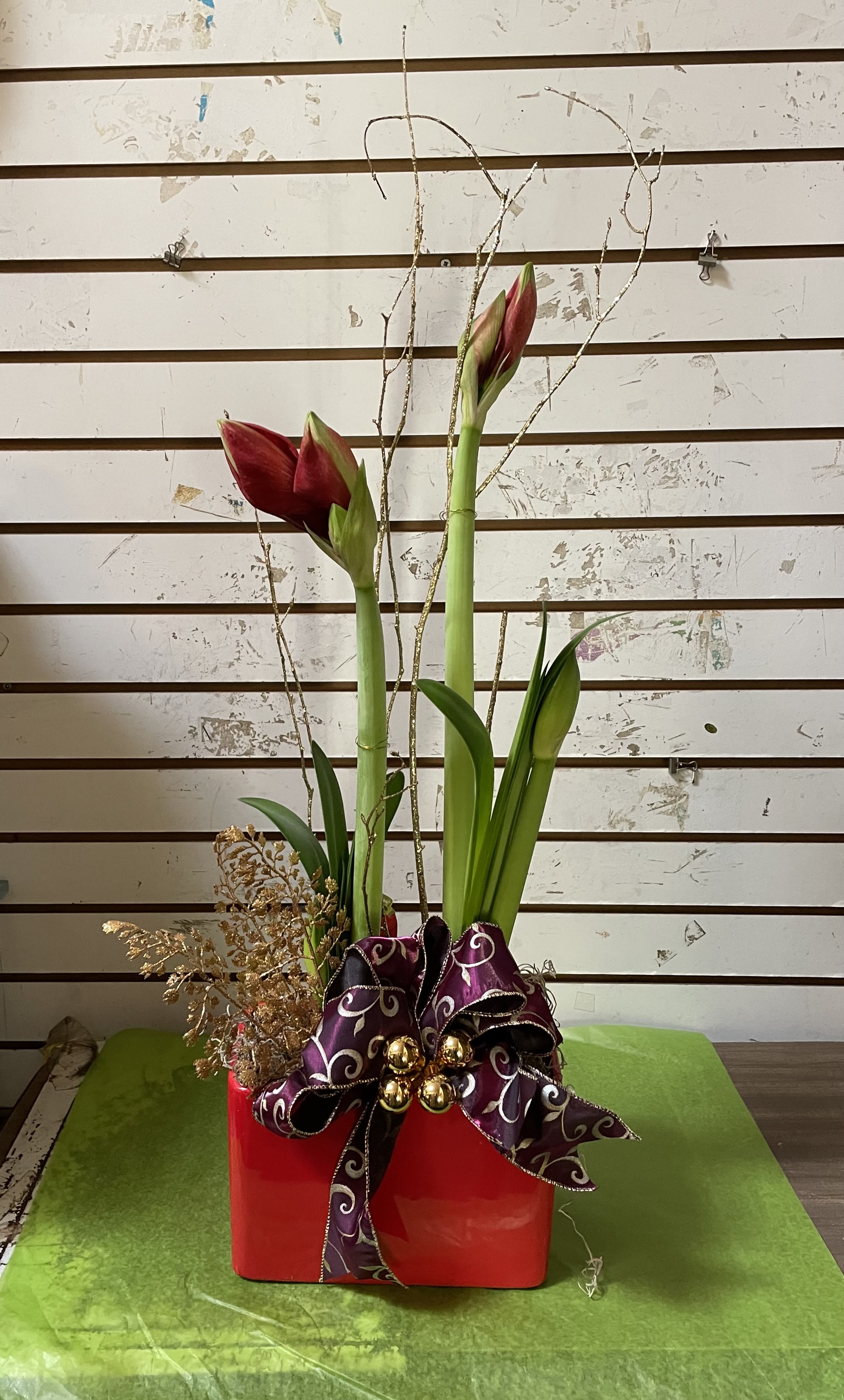 Amaryllis Plant - Amaryllis Plant in a red ceramic pot with Christmas decorations. 