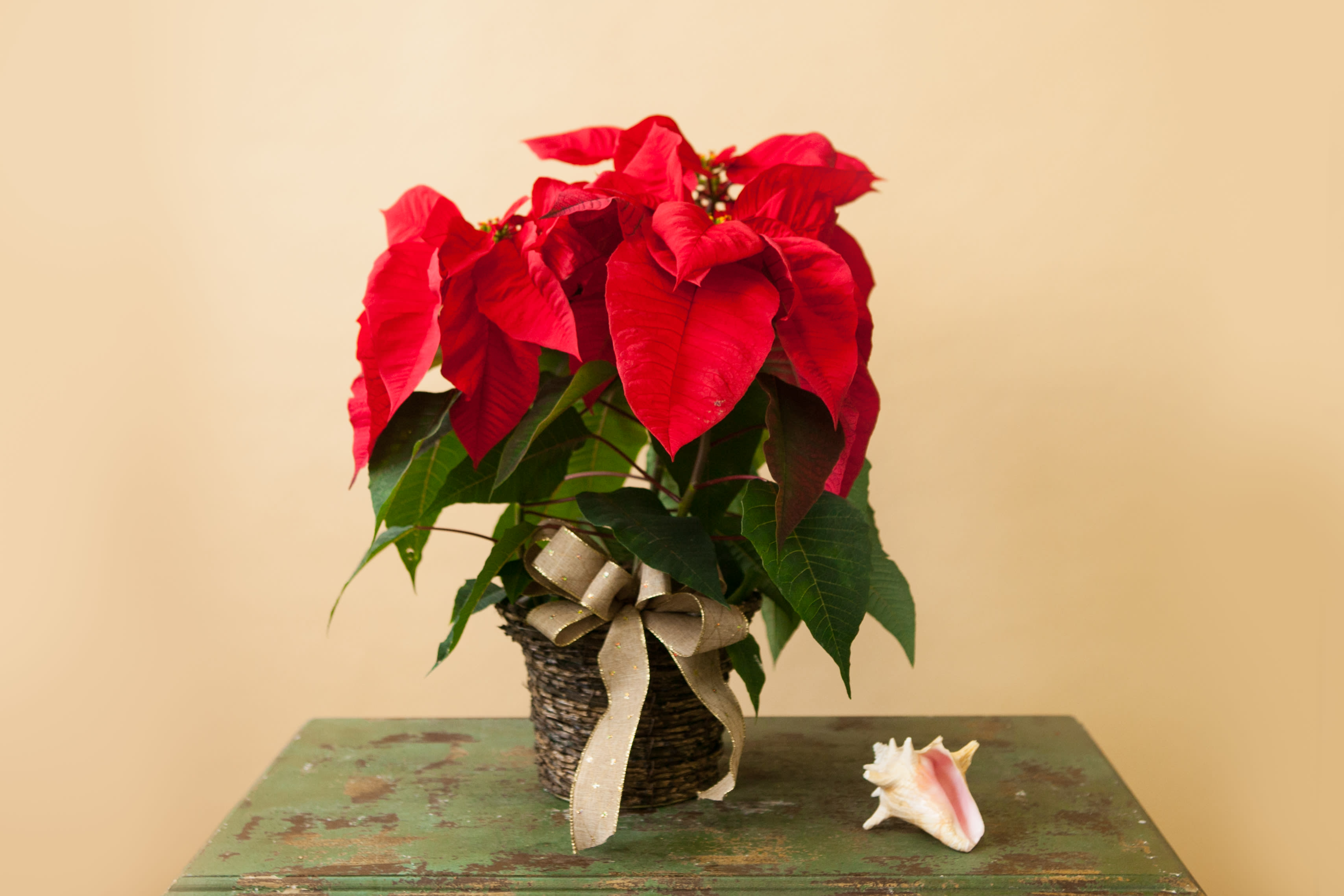 Premium Holiday Poinsettia - A classic holiday poinsettia. But these are not your average poinsettia, these are Floribunda hybrid poinsettias. Specially hybridized for the largest, showiest blooms. Color and container may vary, please call if this is a concern.  Can also be customized!  Call today for details.