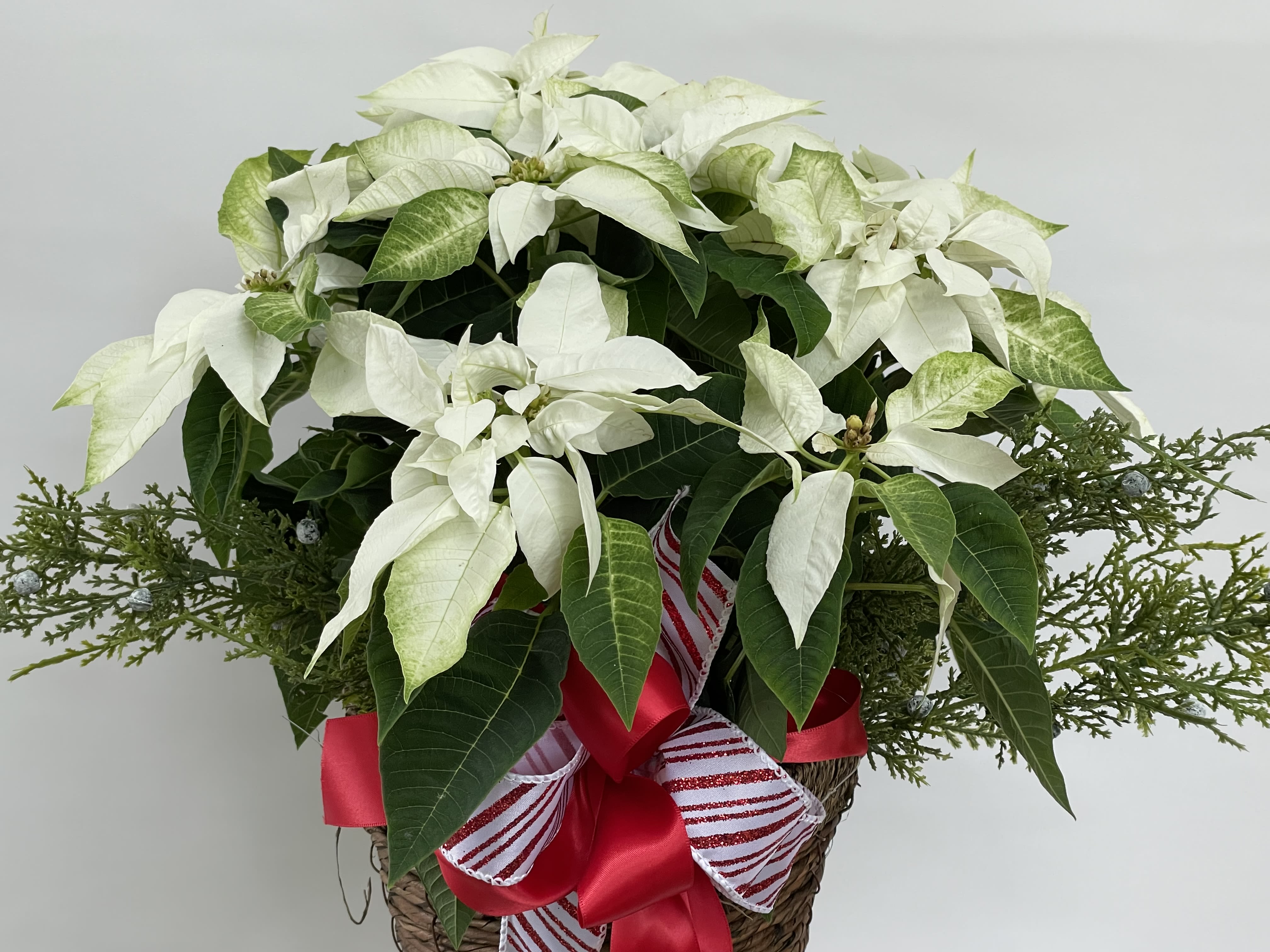 Poinsettia - Single One Gal Pot in Basket - Our beautiful poinsettias are a great way to enjoy the beauty of the season. They make a great addition to any holiday décor. Now available for delivery or pick-up. Full Florist Quality - One 6-inch (One gal) single poinsettia potted plant in a heavy wicker basket with nice holiday ribbons. Choice of colors are red, pink, white, peppermint, and jingle. Please indicate color choice in note section, however, color selection will vary depending on availability day of delivery.