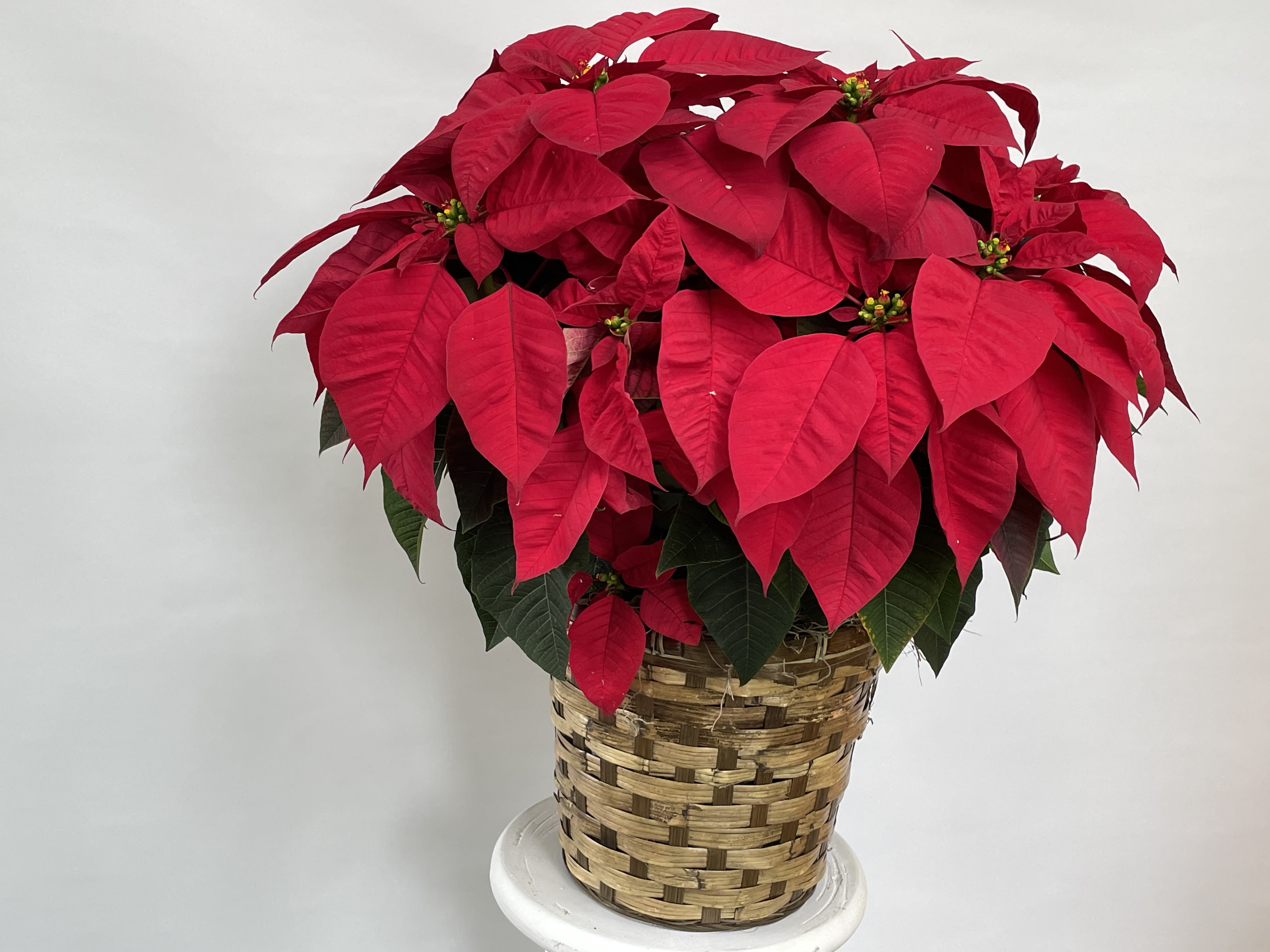 Poinsettia - Single 2-Gal Pot in Basket - Our beautiful poinsettias are a great way to bring some holiday cheer into your home. They look great in any room, and their bright colors are sure to make you smile. Now available for delivery or pick-up. Full Florist Quality - One 8-inch (2-gal)  single poinsettia potted plant in a heavy wicker basket with nice holiday ribbons. The choice of colors is red, pink, and white. Please indicate color choice in note section, however, color selection will vary depending on availability day of delivery.