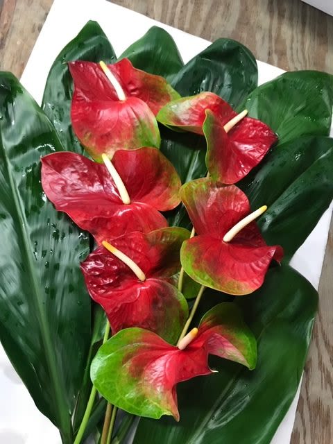Magnificent 7 - 7 Stunning extra large bi-colored anthurium Obake with Hawaiian foliage.