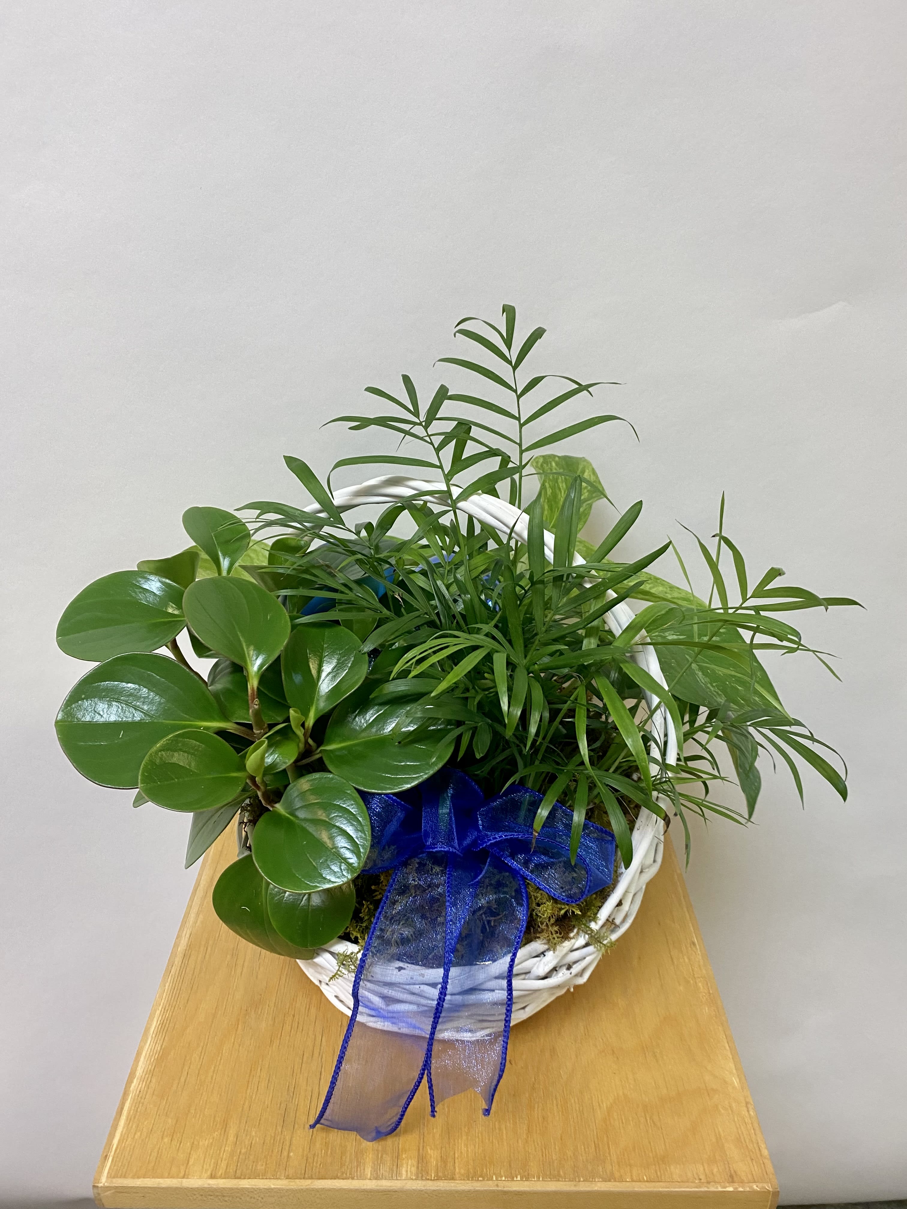 Hanukkah Plant Basket - Three 6&quot; Plants in a medium White Basket with a bow and blue ornaments.
