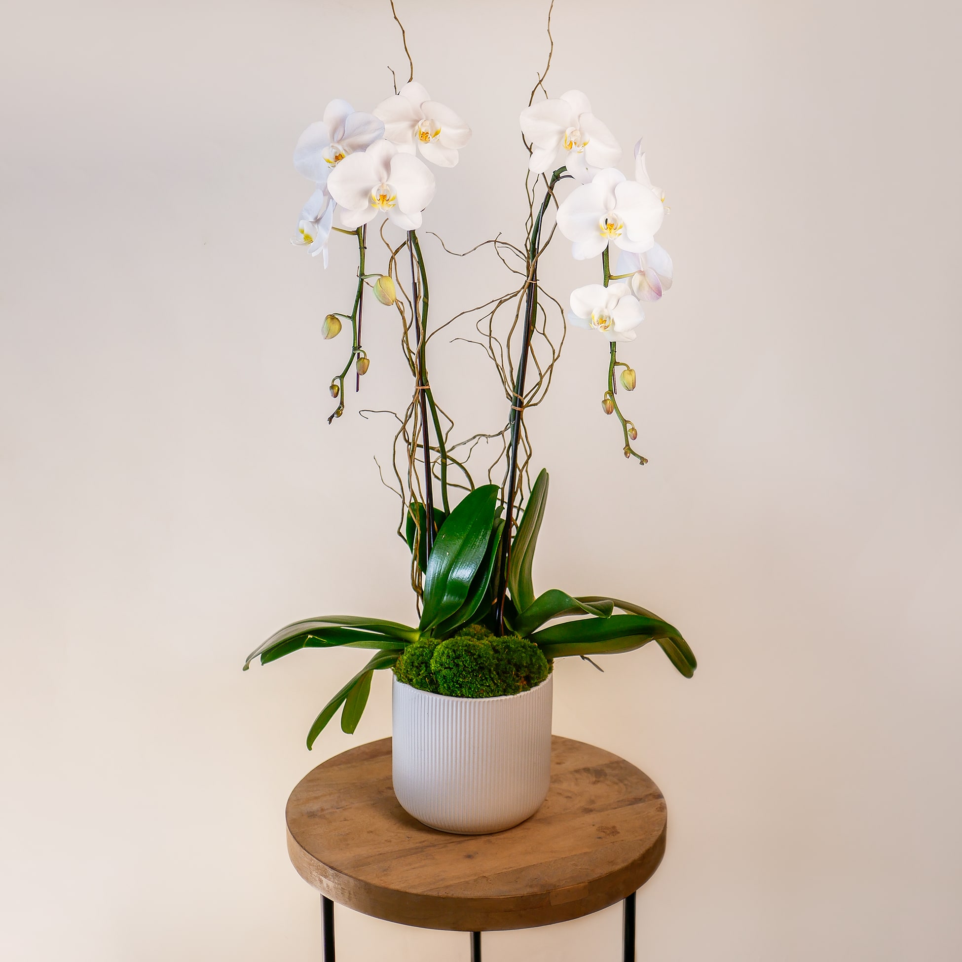 Double Cascade - This luxurious arrangement features two beautiful white cascading orchids with curly willow branches in a white ceramic pot. Upgrade to the Deluxe to add lush succulent plants!