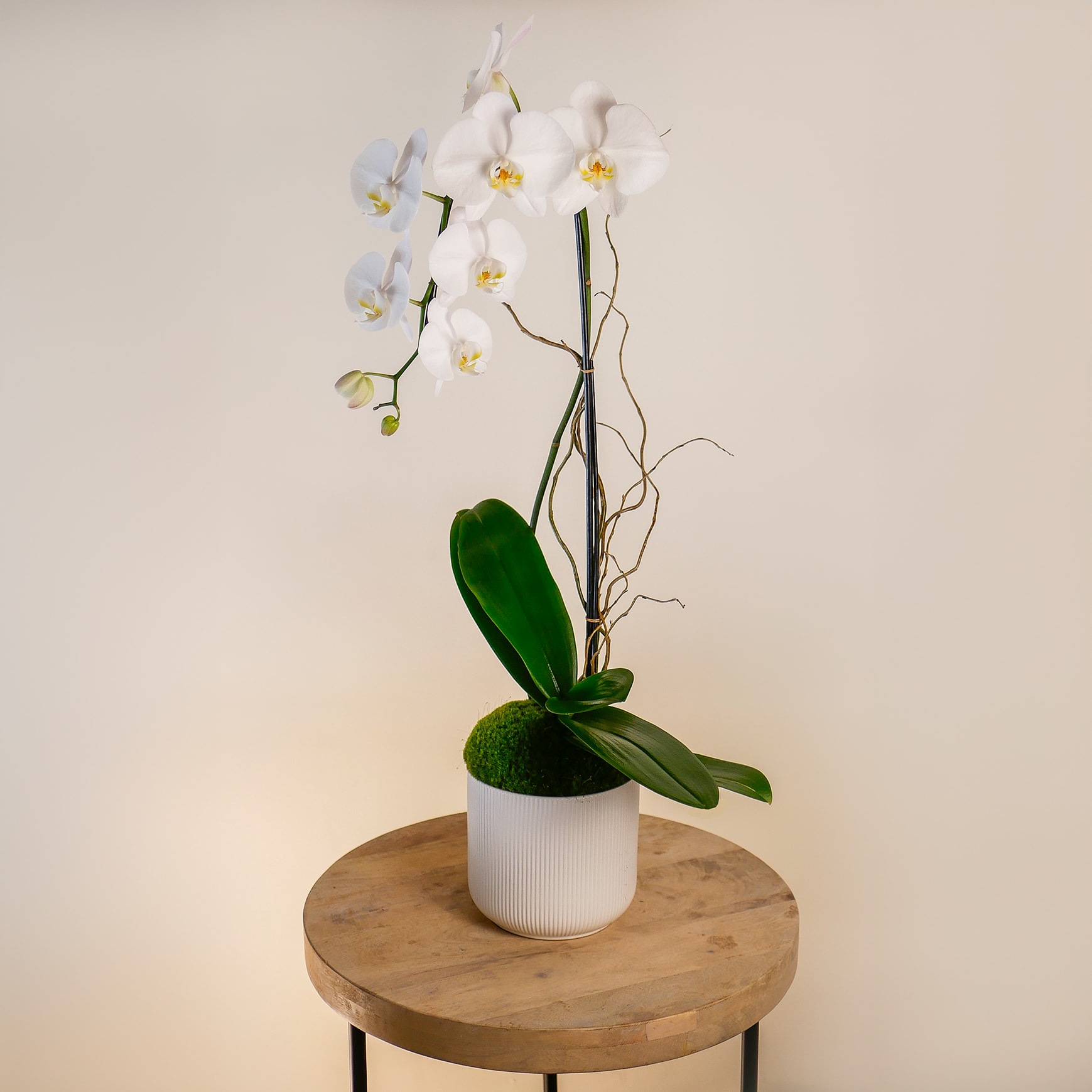 Single Cascade - This arrangement features a white single-stem cascading orchid in a white ceramic pot and curly willow branches. Upgrade to the Deluxe to add lush succulent plants!