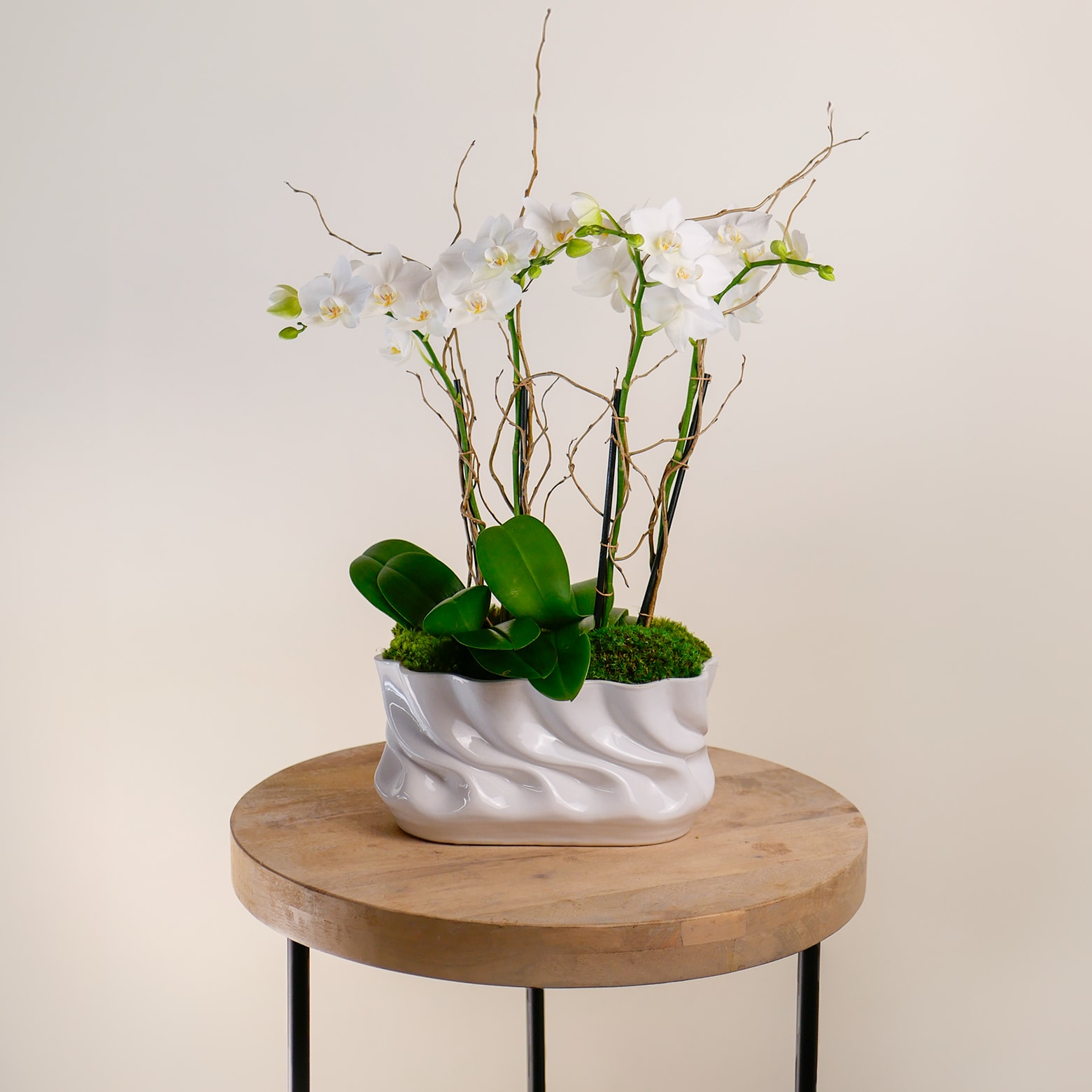 The Mini Majesty - This stunning mini Phalaenopsis orchid arrangement showcases 2 double-spiked white orchids in a luxurious, modern white container with elegant curly willow branches. Ideal for gifting, it adds a touch of sophisticated beauty and timeless elegance, perfect for enhancing any space with natural charm. This arrangement approximately measures 18&quot; tall and 10&quot; wide.