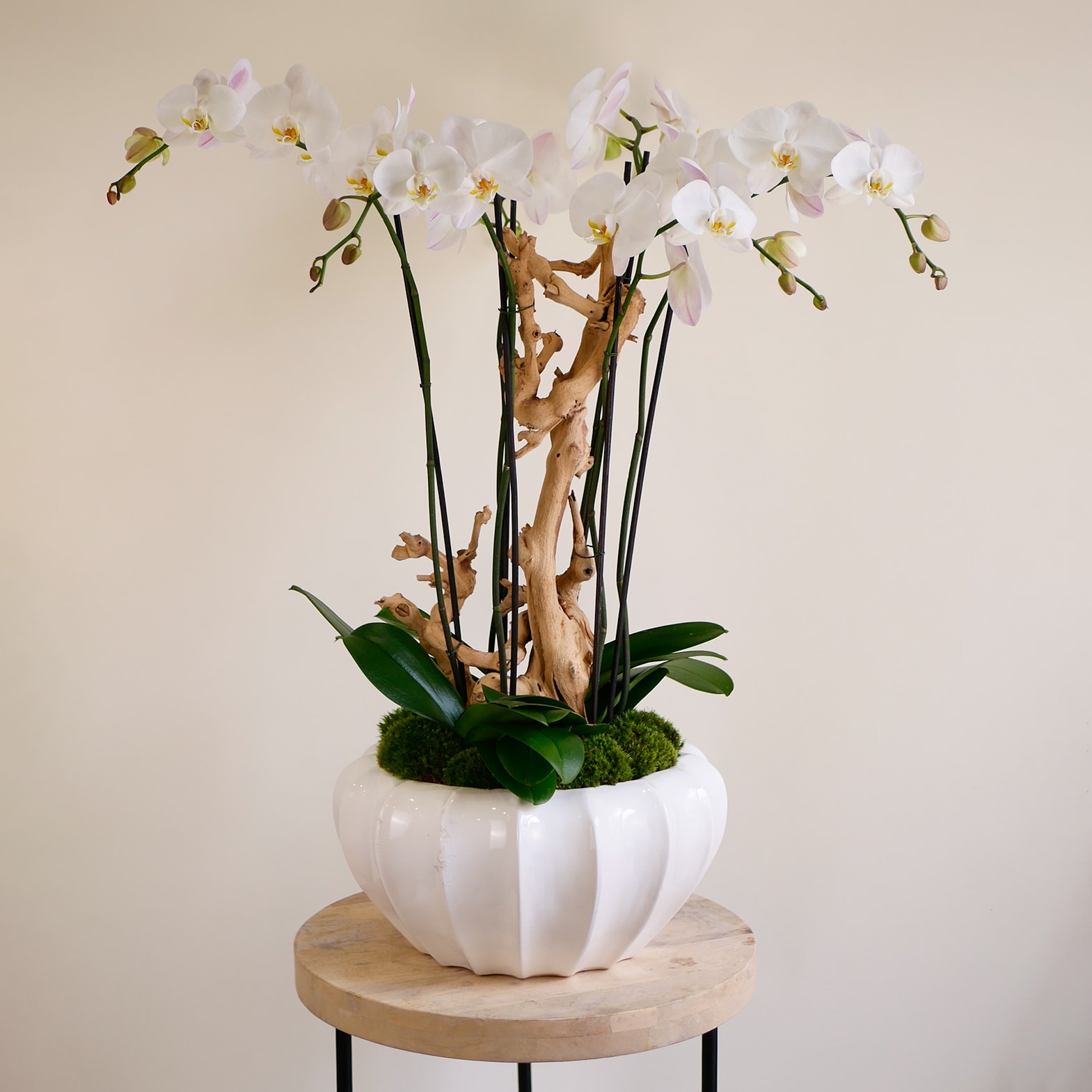 Opal Orchid Symphony - Add a touch of sophistication to your space with our Opal Orchid Symphony. This stunning arrangement features 3 plants of double-spiked white Phalaenopsis orchids, 6 stems gracefully reaching upward, complemented by sculptural driftwood and lush moss for a modern yet natural aesthetic. Set in a sleek, glossy white ceramic container, this piece offers a perfect balance of fresh blossoms and earthy textures. Whether as a centerpiece for a dining table or a refined addition to your living room, this orchid arrangement brings an air of tranquility and luxury. With minimal maintenance required, it’s the perfect gift or home accent for those who appreciate timeless beauty. Elevate your décor with this exquisite fusion of nature’s finest elements.