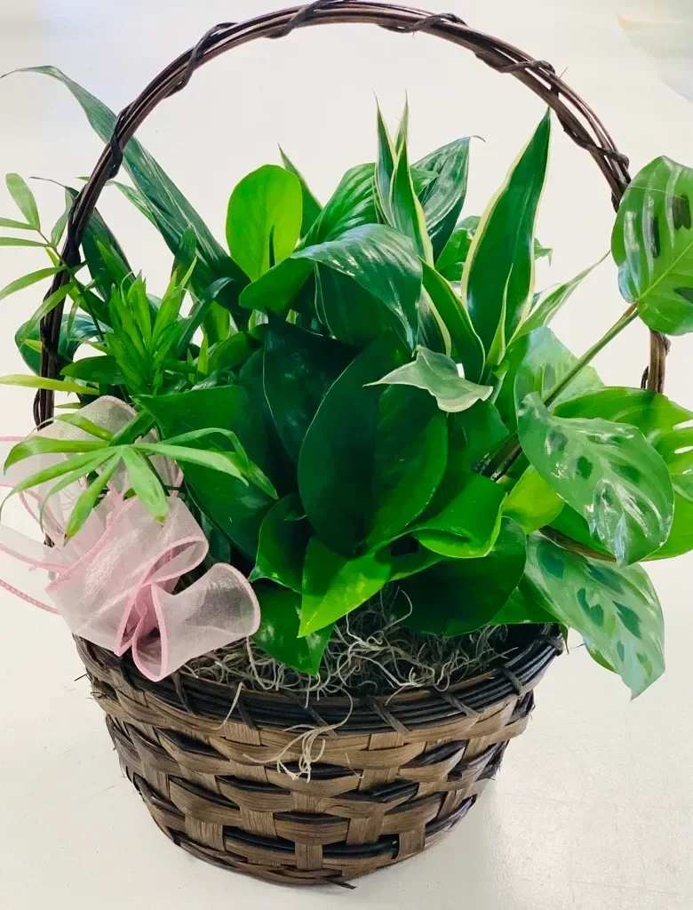 Basket Dish Garden - A wonderful group of easy to care for green house plants.