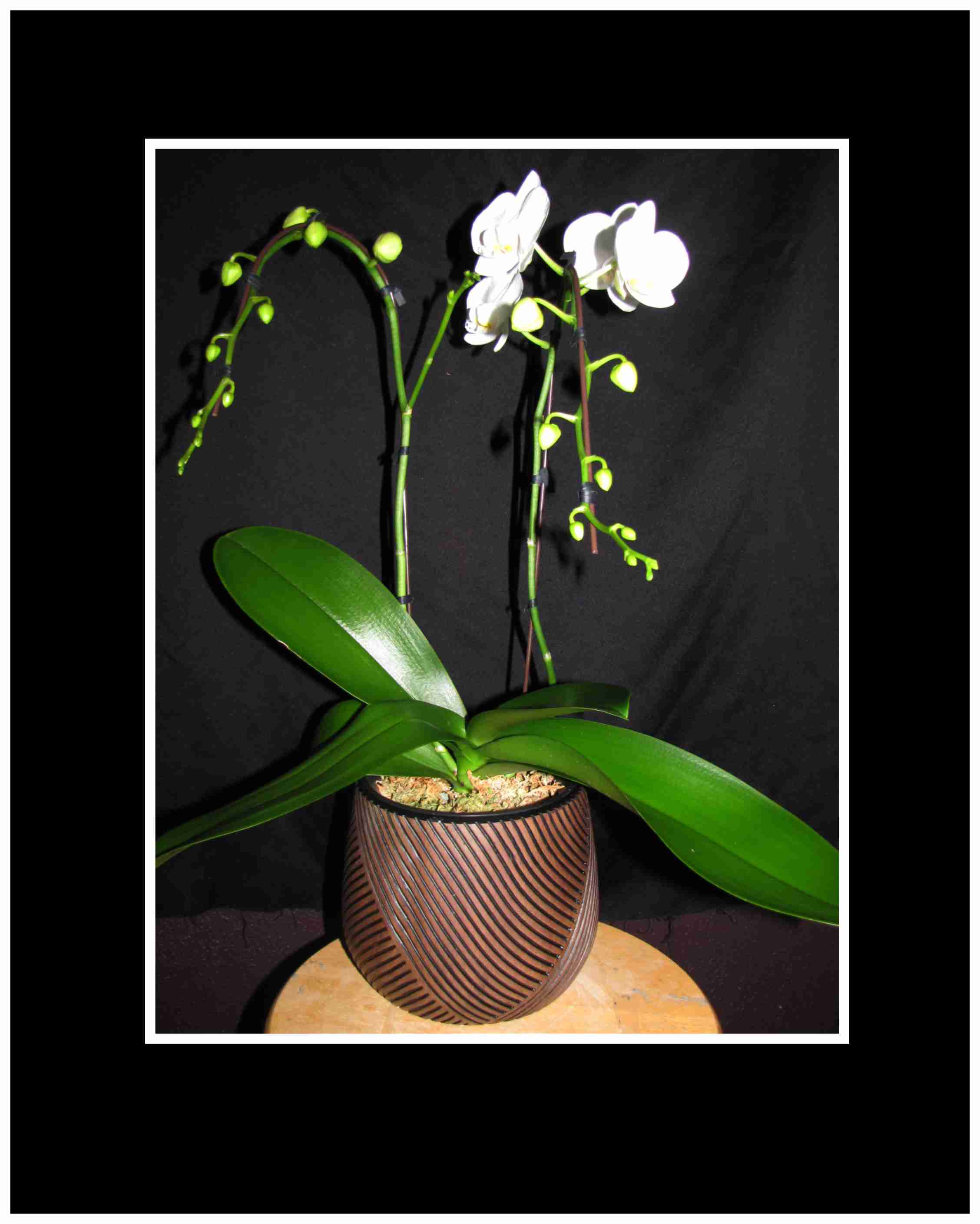 White Phalaenopsis Orchid Short 2 stem - A 2 stem White Phalaenopsis Orchid in a ceramic pot decorated ready for gift giving. All our Orchids are hand picked by us directly from a premium grower, with the extra effort we put in, our orchids last and last. Many of our plants re-bloom for our customers giving them years of enjoyment. We always provide care instructions with every order to help ensure continuous pleasure.   Approx. 20 x12