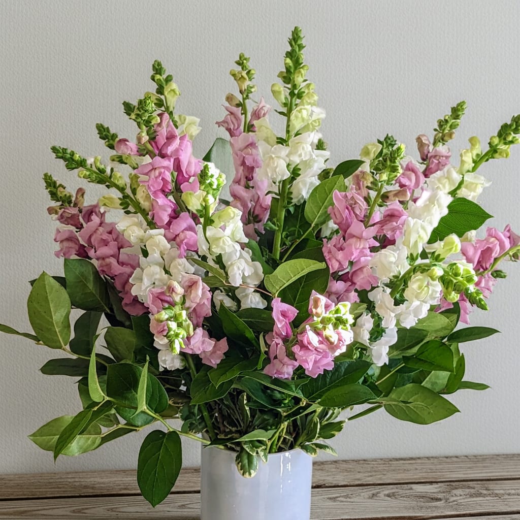 Awww Snapdragon! - Sweet, simple SNAP! This straight forward arrangement offers the often overlooked beauty of elegant snapdragons delivered right to your door. Accented with just a hint of greens, these long stemmed beauties are sure to please.  Please note: Color availability varies from day to day. Any requests for specific colors will be taken into account but can not be guaranteed. If you require specific colors please call our shop directly to arrange for a special order.  