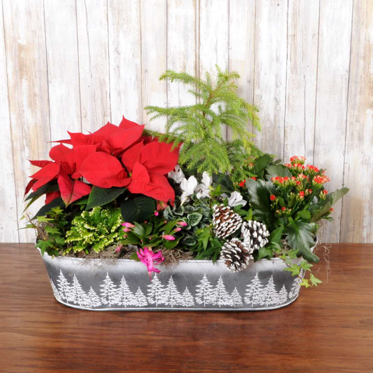 Holiday Botanical Beauty Grande - This botanical beauty consists of cyclamen, frosty fern, a cypress tree, zygo christmas cactus, moss and pinecones. Its perfect for a larger table, kitchen aisle or oblong coffee table. Sure to impress and long lasting!