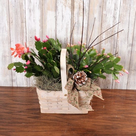 Christmas Cactus Basket - This tabletop whitewashed basket comes filled with Christmas cactus and accents. A perfect long lasting holiday gift!