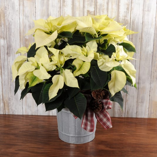 Poinsettia Plant White Large - A gorgeous white poinsettia arrives in a tin container ready for the hearth, entryway foyer or kitchen island, dressed for the holidays! 