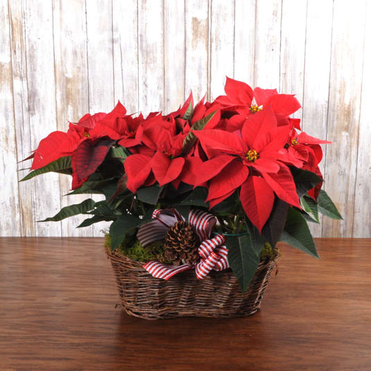 Red Classic Pointsettia Basket - Double poinsettias plants arrive in a traditional basket dressed with ribbons and pine cones. Perfect Holiday Greeting! 