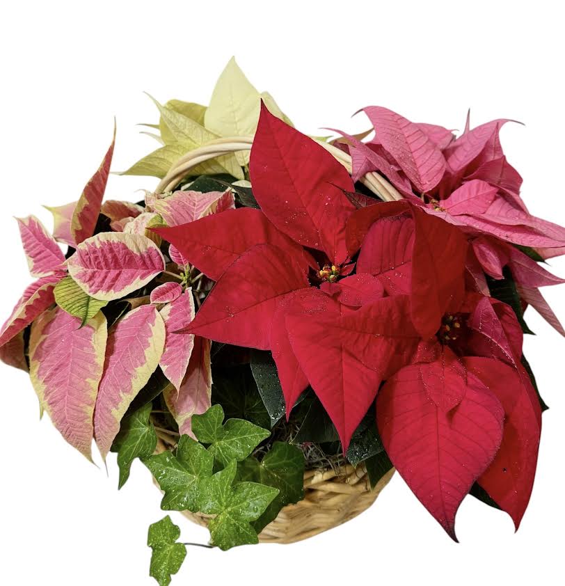 Poinsettia Harmoney - red, white, pink and  marble poinsettia