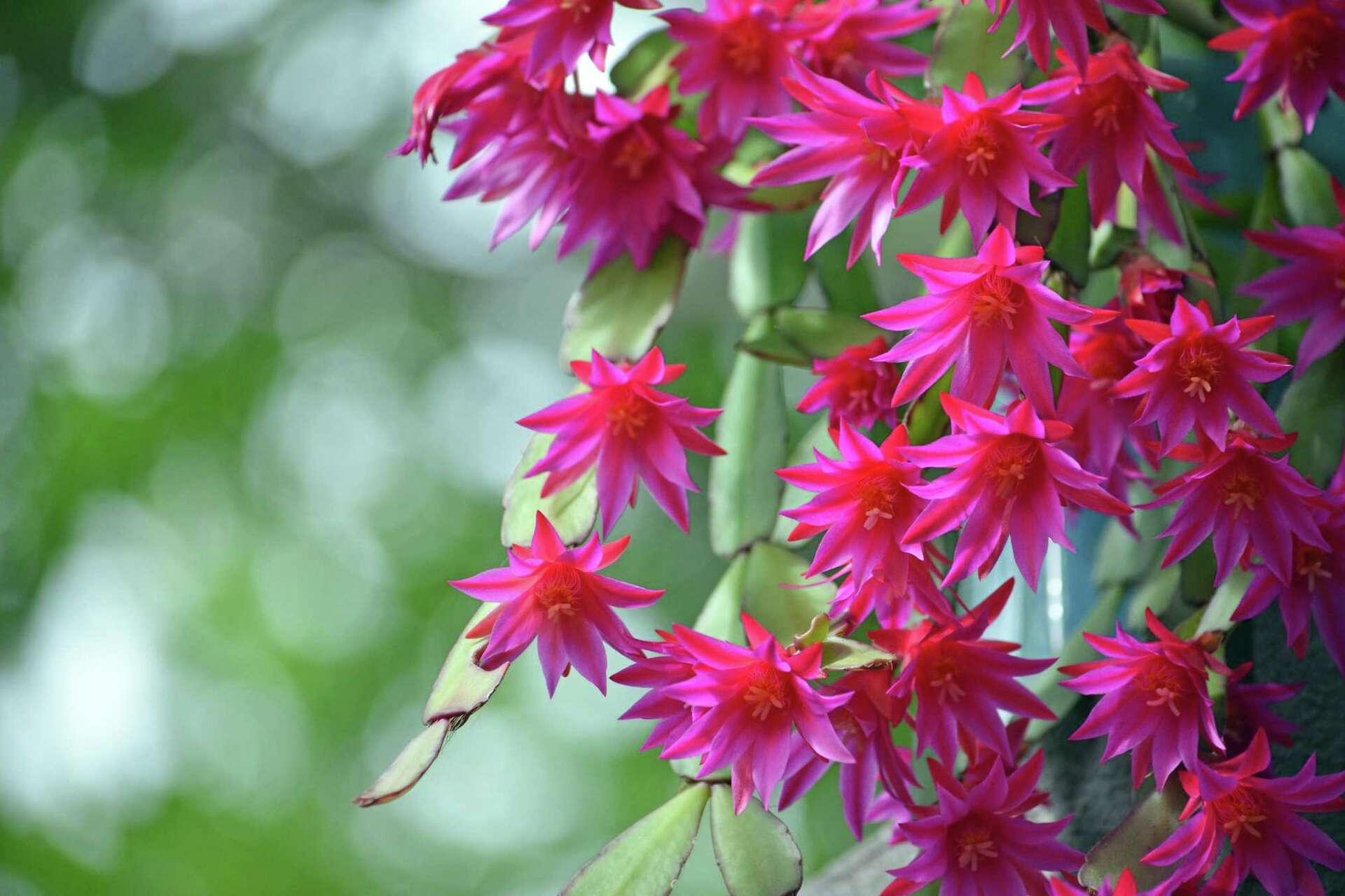 Blooming Cactus - Whether it's blooming in the Spring or in the Winter, these long lasting, unique plants will make the perfect gift year-round!  Plant will arrive in a decorative container.  **Color availability changes daily so contact us directly if you're looking for a particular color**