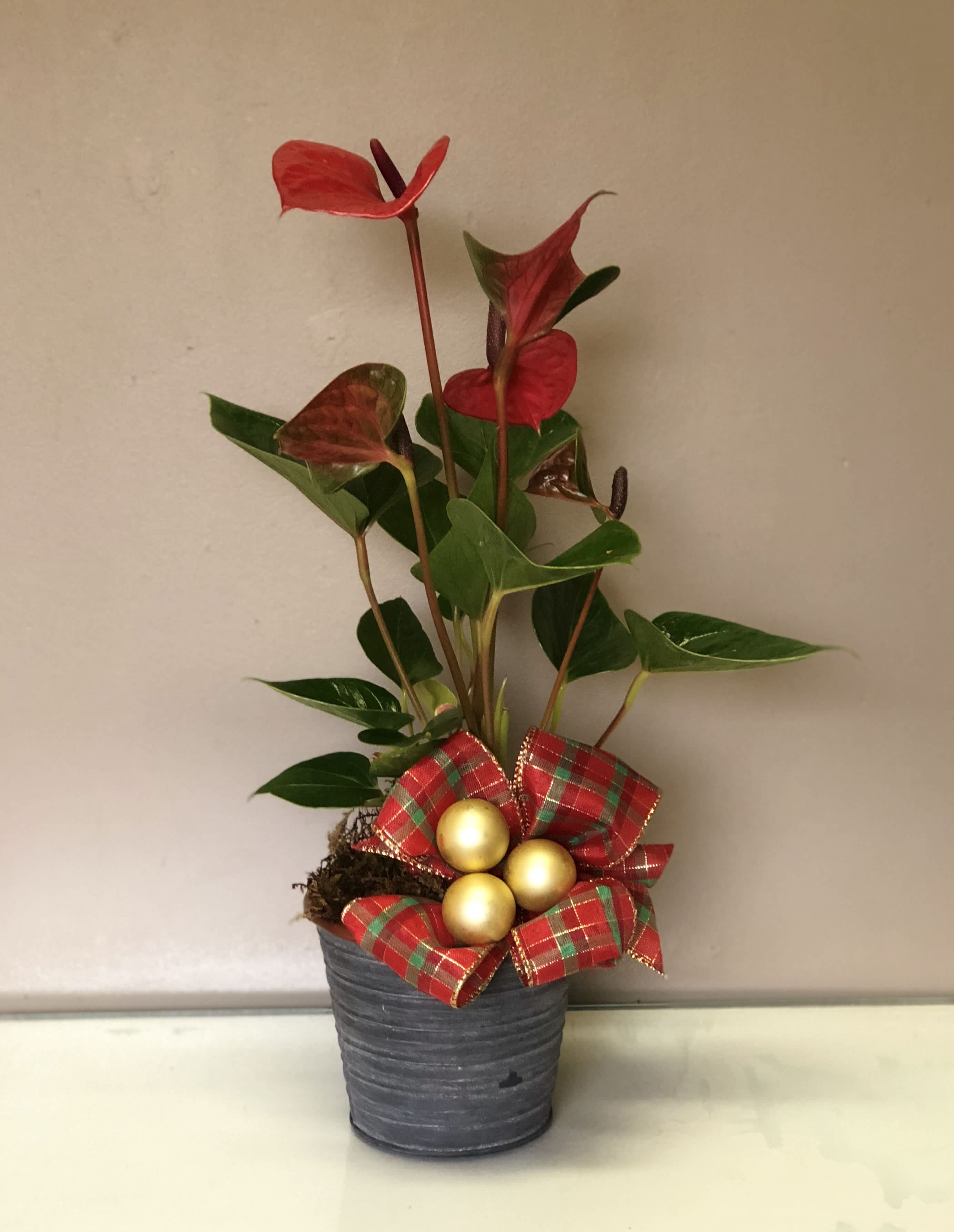 Christmas Plant - Anthurium plant in 3 colours pink, white &amp; red
