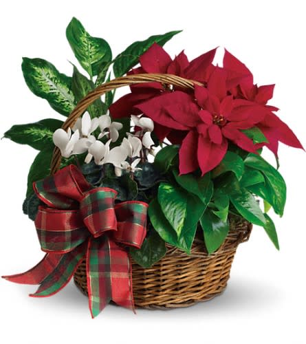 Holiday Homecoming Basket - Real live plants make this basket a welcome gift for any home! It's perfectly suited for the season and will be appreciated even after the holidays. A brilliant red poinsettia and dazzling white cyclamen are nestled together with bright green pothos and dieffenbachia. Add a festive plaid taffeta ribbon and this basket delivers a lively holiday message.Approximately 17 1/2&quot; W x 17&quot; H Orientation: All-Around As Shown : T123-2A