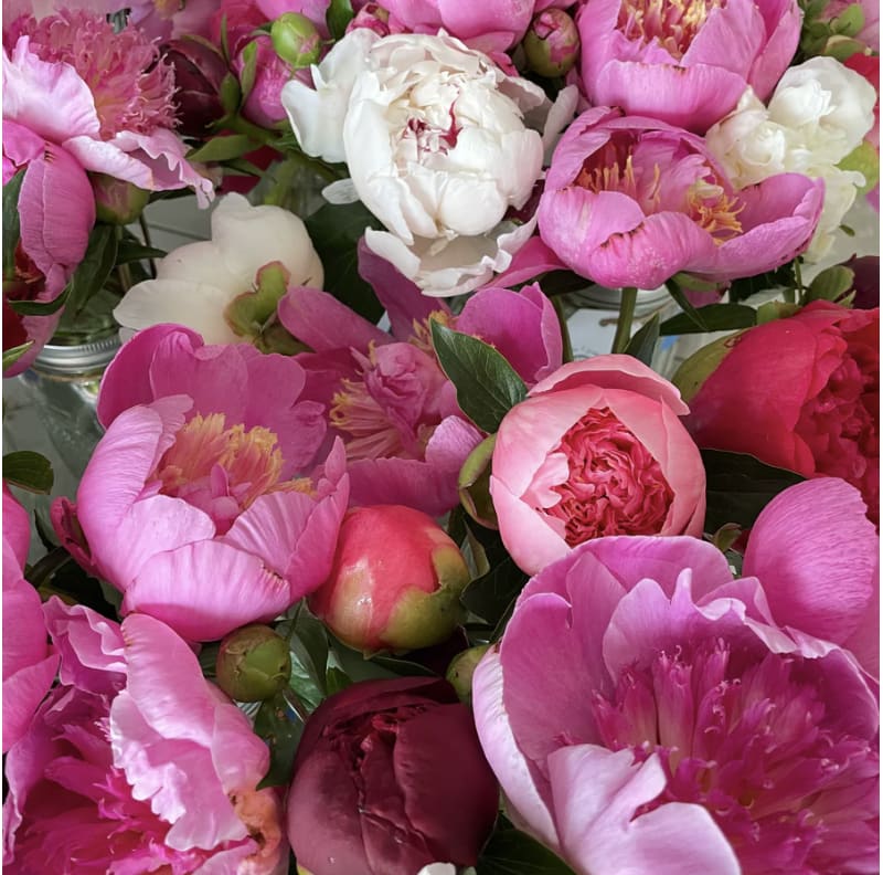 Winter Peony Luxe &amp; Blooms – Designer’s Choice - Peonies take center stage in this Lush Designer’s choice arrangement, thoughtfully complemented by Seasonal Blooms to enhance their natural beauty—all artfully arranged in a vase, ready to display. Peony colors may vary based on availability.