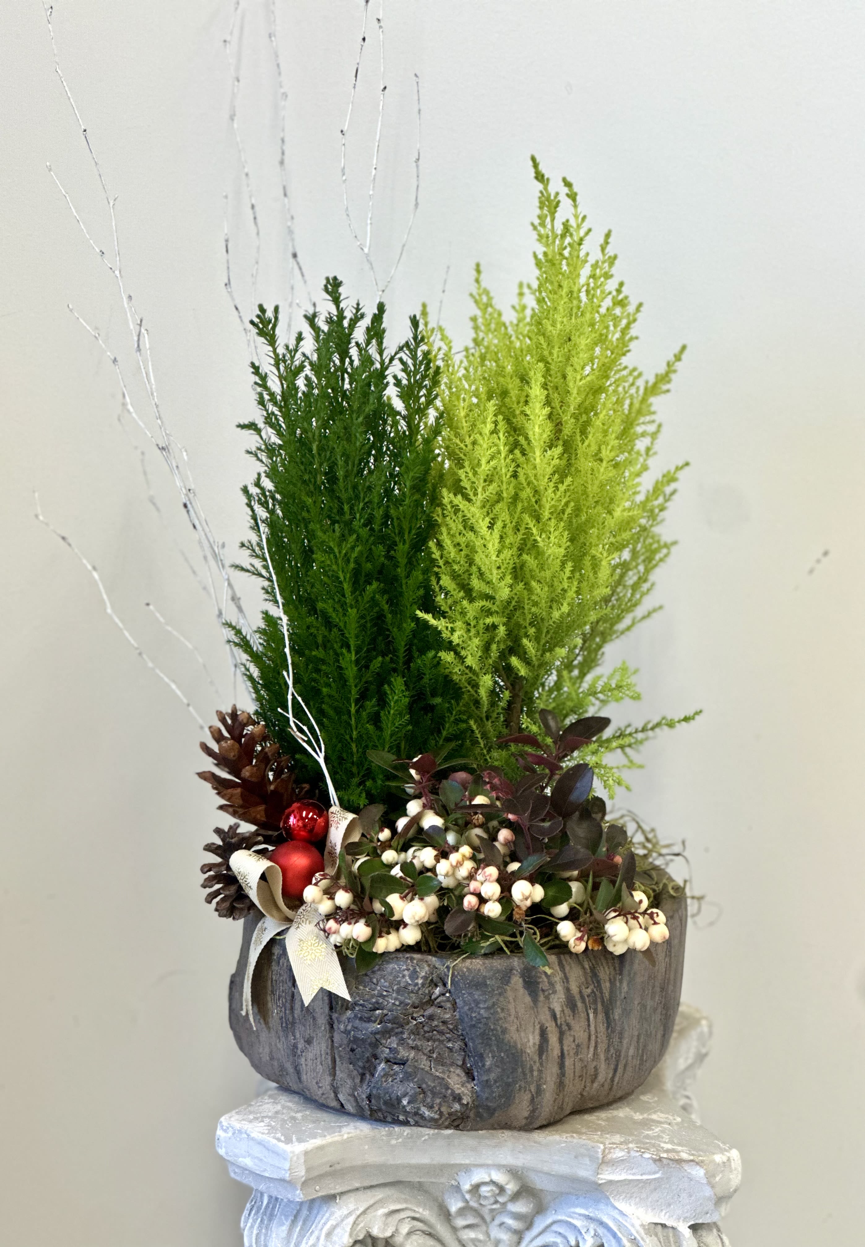 Christmas Classics Collection by Westford Florist - Elevate your holiday decor with the Christmas Classics Collection by Westford Florist. Set in an elegant 10&quot; ceramic container, this display is adorned with festive ribbon and shimmering ornaments that radiate seasonal cheer. The addition of real pine cones brings an authentic touch to this charming centerpiece, complemented perfectly by a classic Christmas bow. Perfect for brightening your home or gifting to loved ones, this collection captures the magic of the season in every detail.