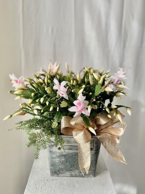 Cheery Christmas Cactus - Bring holiday cheer to someone with this Christmas Cactus! This is a beautiful plant and easy to care for! It is presented in a metal container for a rustic look, adorned with a ribbon and some christmas greenery. (Please call the shop if you prefer a specific color bloom)