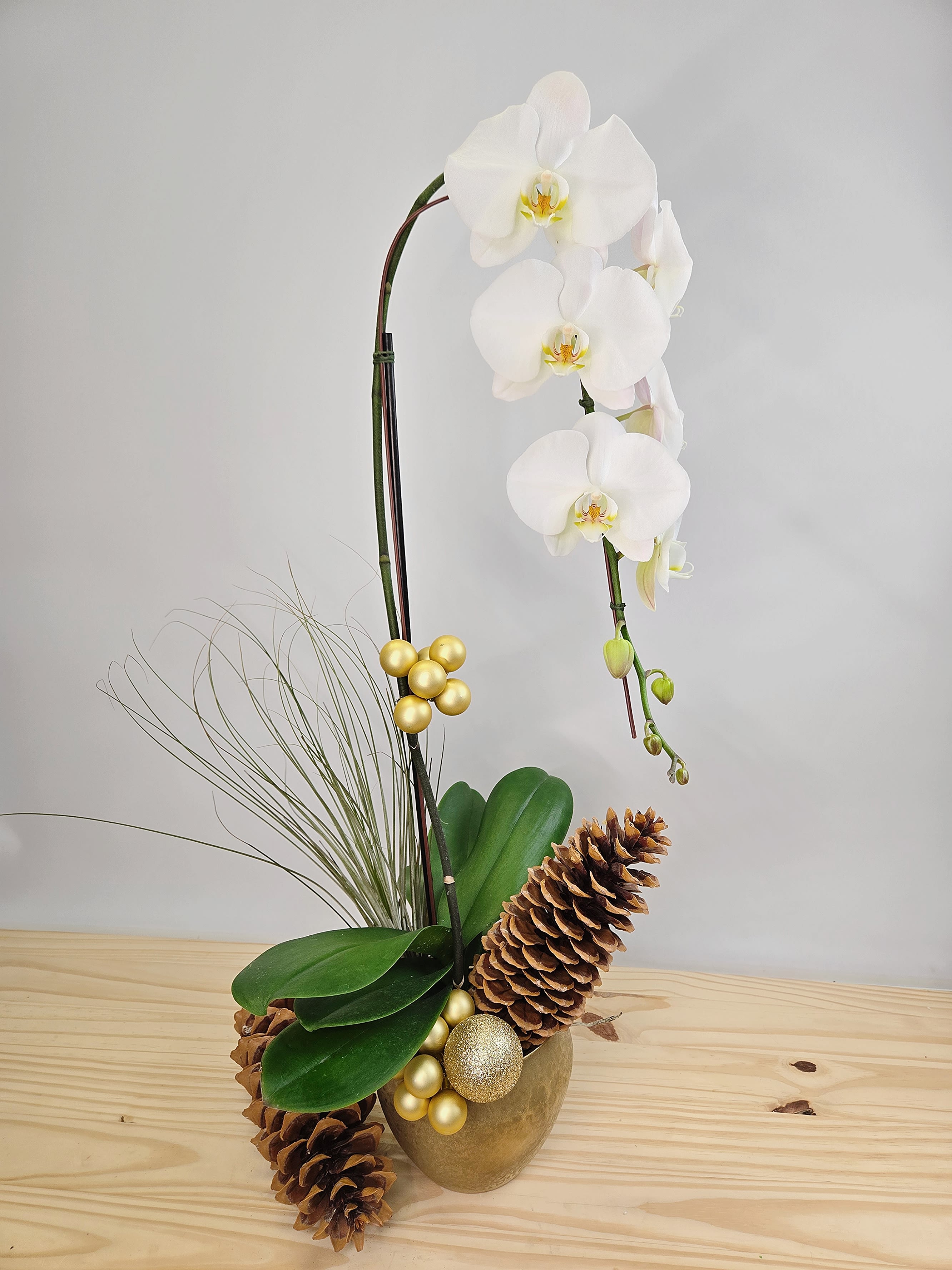 Golden Luxe Holiday Orchid  - Golden Luxe White Orchid features tall, sweeping white blooms set in a stunning golden pot, adding elegance to any space. This easy care indoor plant thrives in bright, indirect light and needs light watering when the top inch of soil feels dry. Standing approximately 24-30inches tall, it's a timeless statement piece for home or office décor. 