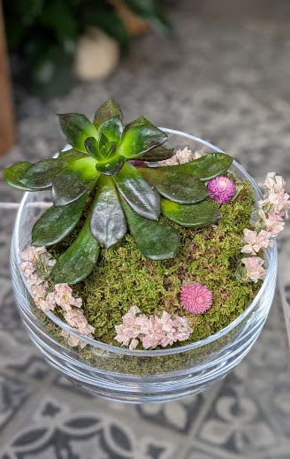 Succulent Bowl - Clear Glass Bowl with Moss and 4&quot; Succulent. Succulent will Vary depending on availability.