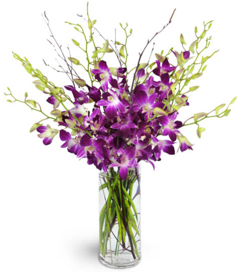 Sophisticated Dendrobium Orchids - There’s nothing quite as pretty as a generous bunch of delicate dendrobium orchids, gathered up and presented in a simple glass vase. With their bright purple-and-white blooms, and adorned with a bit of greenery, it’s a simple gift that will have a big impact.  Please note that your blooms will reflect the overall style and tone of the pictured arrangement. Exact flower types, colors and vase style may vary and are based on availability. 