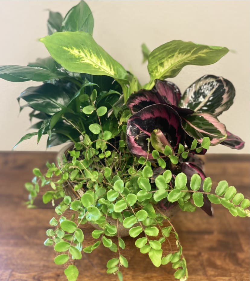 Green Plant Dishgarden - An assortment of lush green houseplants (no blooming plants in this one)-.  This is a great choice for a living memorial garden for funeral and life celebrations as well as to someone in a business as a "congrats on a promotion" or "welcome to your new job". But the occassion is not limited to only those events.    The plants and containers will vary, but varieties may include- ivy, dieffenbachia, peace lily, pothos... and the list continues.  Sometime we use ceramic containers, sometimes it's a metal container-.  We consider inventory and ocassion in determining the "just right" container.  As always, feel free to give us feedback as to what you are wanting or not wanting-- we will do our best to accommodate those requests.