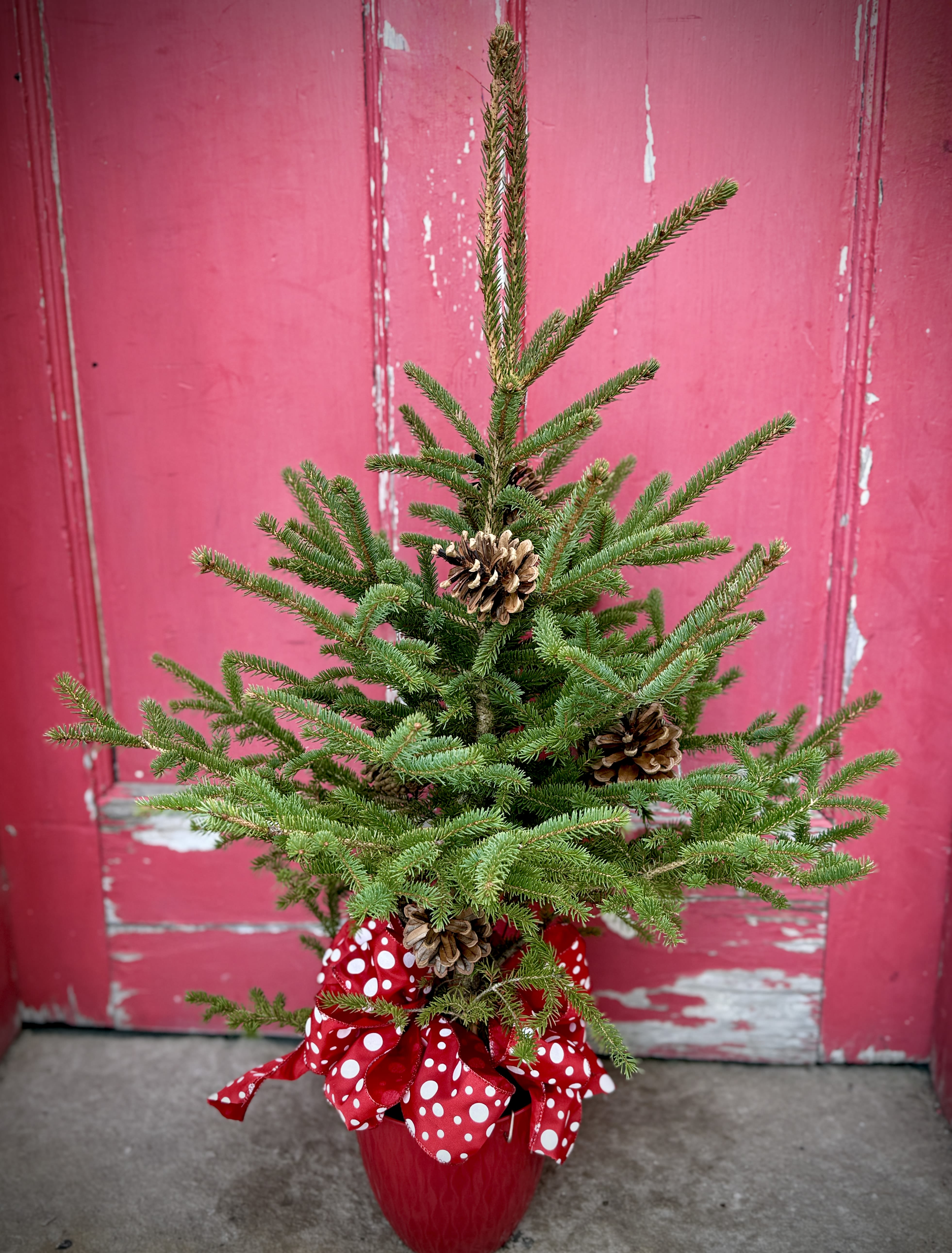 Tiny Tannenbaum - This tiny tannenbaum is the perfect gift for someone who needs a dose of holiday cheer! This is a fresh-cut tree in a pot that has been decorated with pinecones and a seasonal bow. Approximately 30" H  We are proud to deliver our flower creations to the Kenosha, Somers, Bristol and Pleasant Prairie area. With over 55 years of combined flower design experience in Kenosha, Wisconsin, A Summer's Garden Florist and Gifts is the perfect choice for the freshest flowers, most creative design and exceptional customer service.