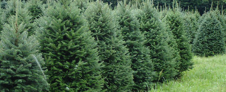 8 feet tall Fir Christmas tree  - We have stunning fir trees ready for you stand.   6ft  standard 7ft deluxe 8ft plus Premium  all are 1st grade 