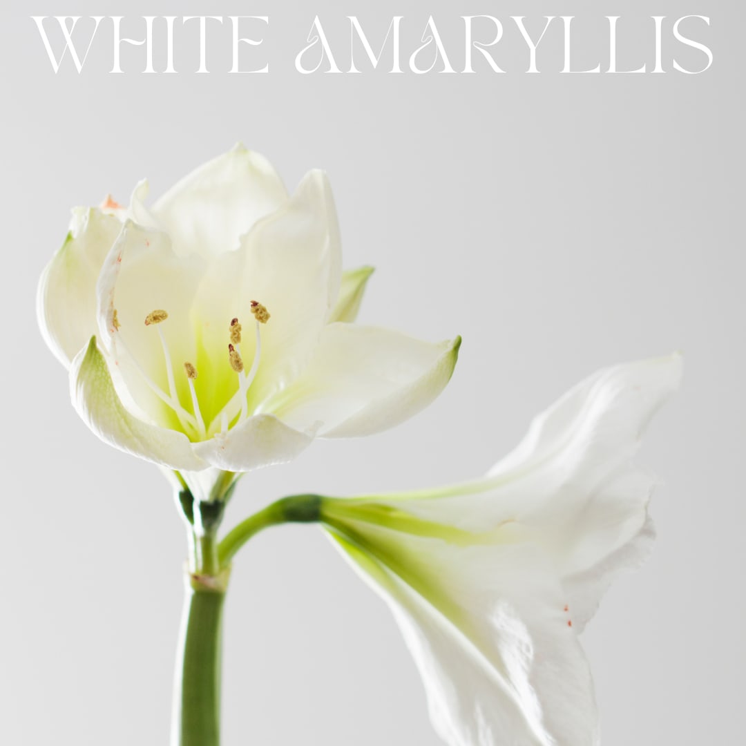 White Potted Amaryllis - Send Merry Christmas wishes with this merry amaryllis! A Christmas tradition, this flowering bulb plant features dramatic red blooms and graceful green leaves.