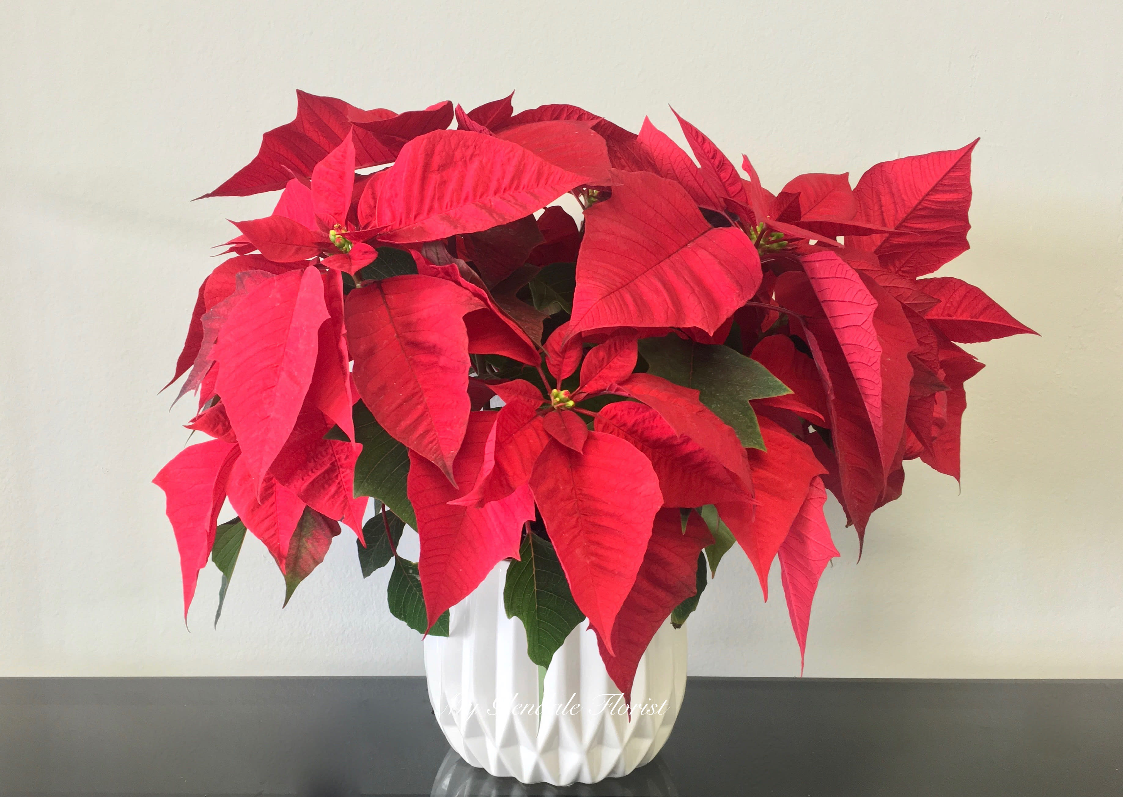 Red Poinsettia - Glendale Florist - A beautiful poinsettia arranged in an one of a kind ceramic vase. Standing approximately 18'' overall. 