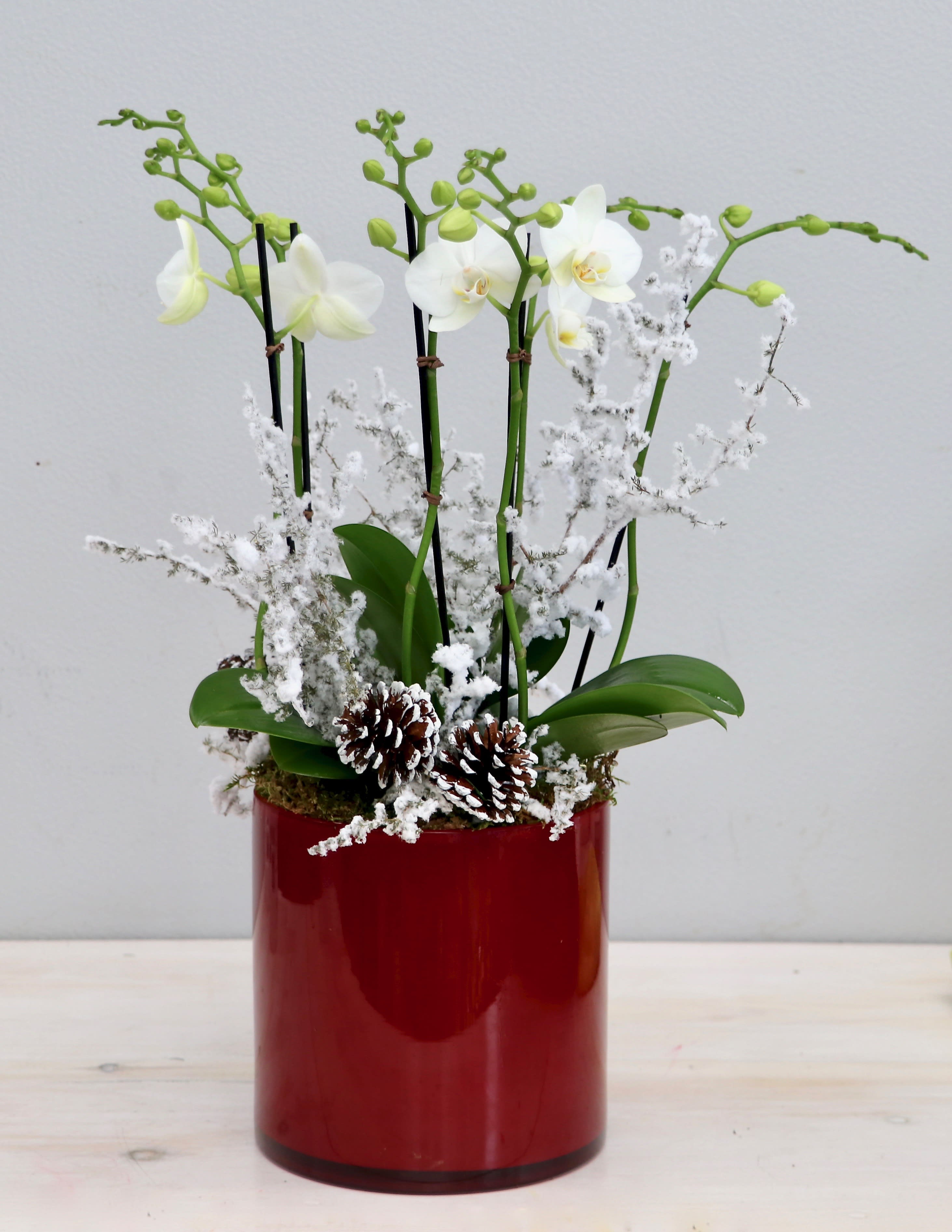 Holiday Orchids - My Glendale Florist  - We've dressed up some of our favorite orchids for the holidays this year. The photo shown is in the standard size, showcasing three orchids with pinecones and snowy branches. Don't forget to upgrade for more blooms! 