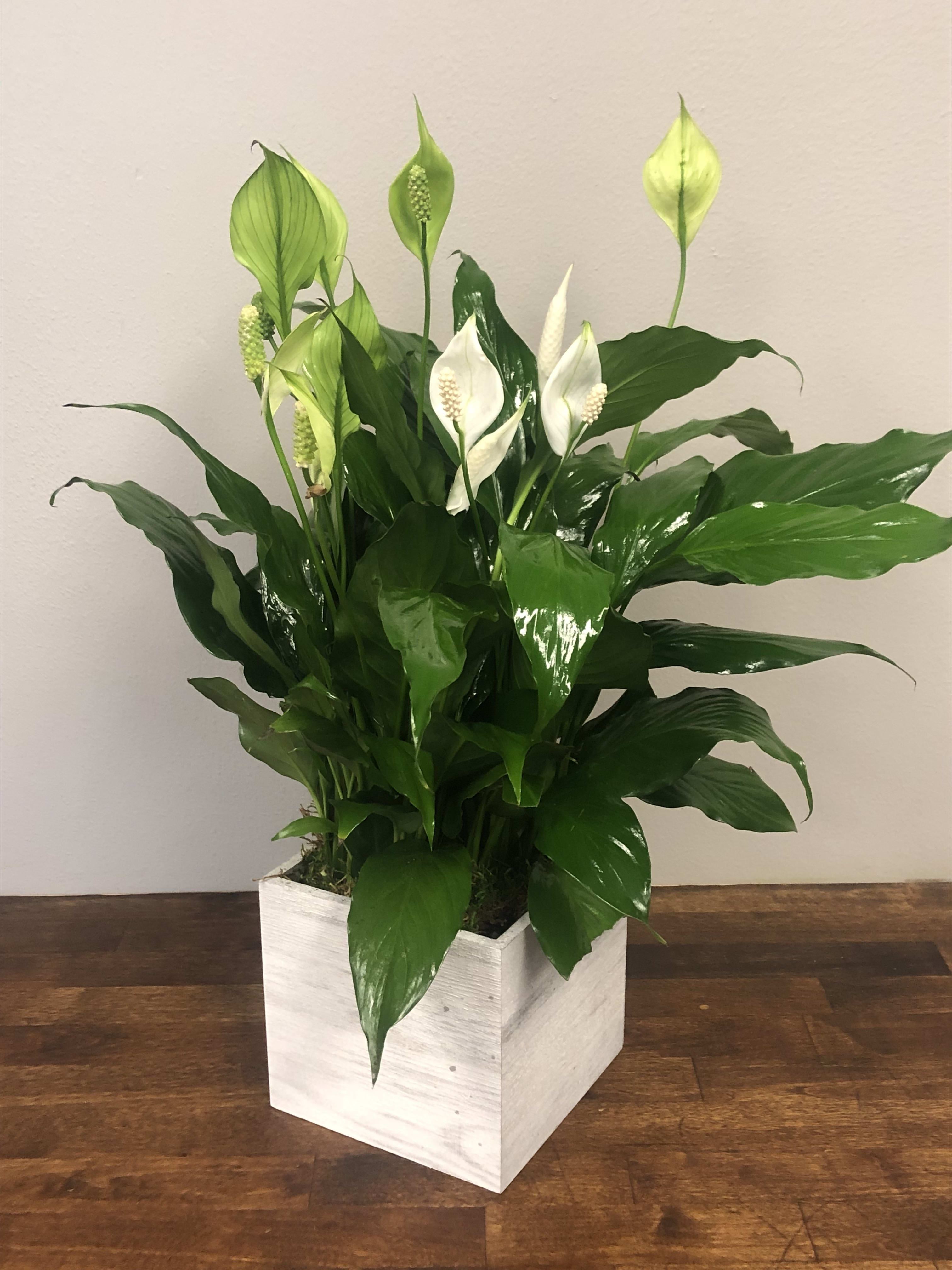 Wishing you Peace-Potted Peace Lily plant - 6"  potted Peace Lily in a modern container.  (pot selection varies based on availability and them. This is also a classic choice for sympathy or as a pick-me-up when someone is hospitalized. 