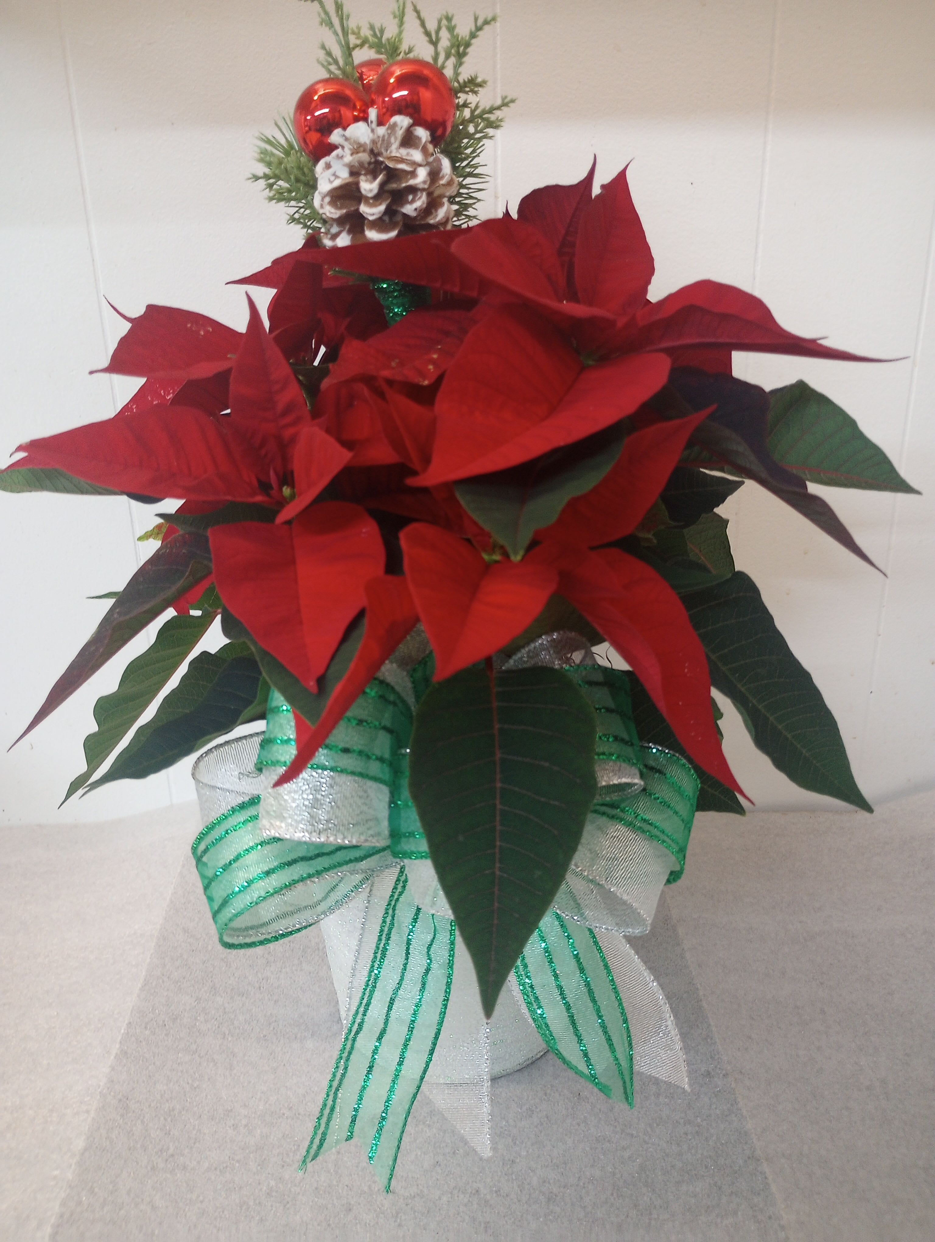 Poinsettia trimmed and silver - A beautiful 6-in poinsettia trimmed with a pine cone at the top and a silver tin to set in. 