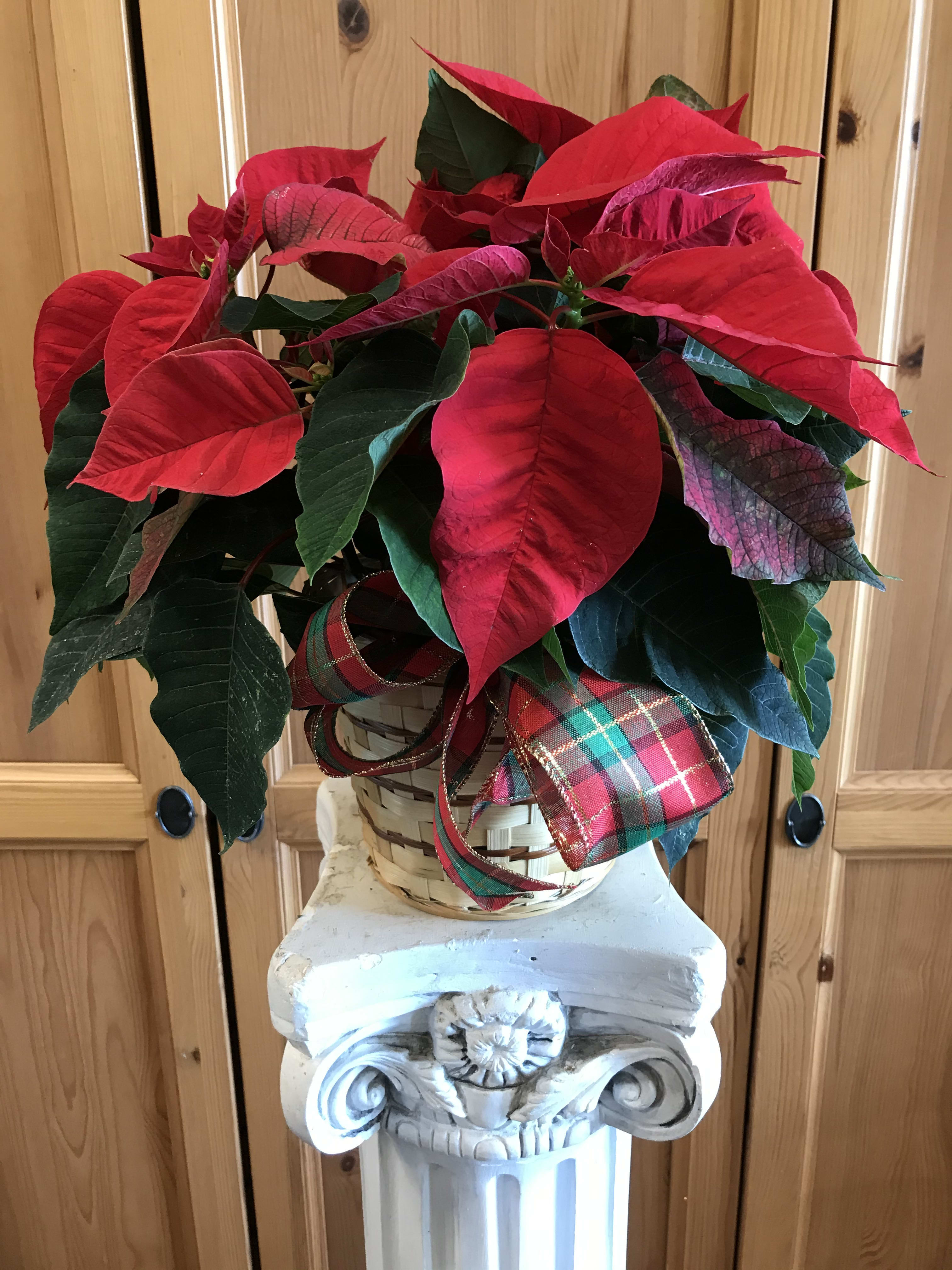 Holiday Poinsettia  - Single Poinsettia plant in a basket with moss and a holiday bow 
