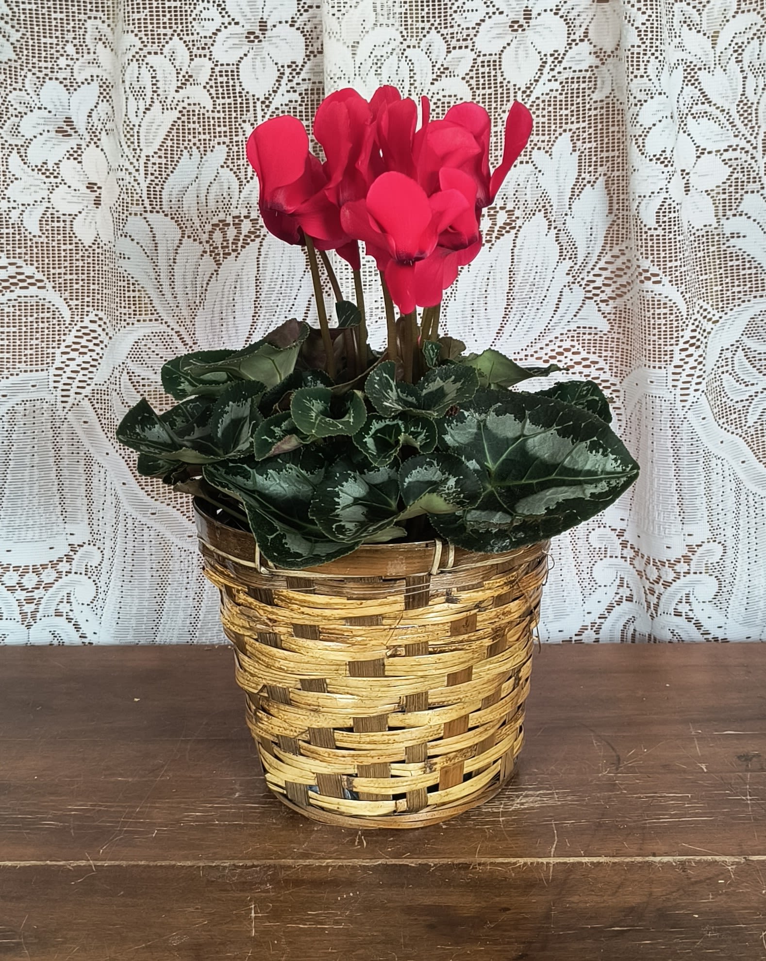 Cyclamen - This delightful flowering pot will deliver beauty for a long time. The perfectly pink blossoms almost look like birds in flight over a lovely sea of greens. Sure to be appreciated, it's a wonderful housewarming or birthday gift. Colors will vary depending upon availability.