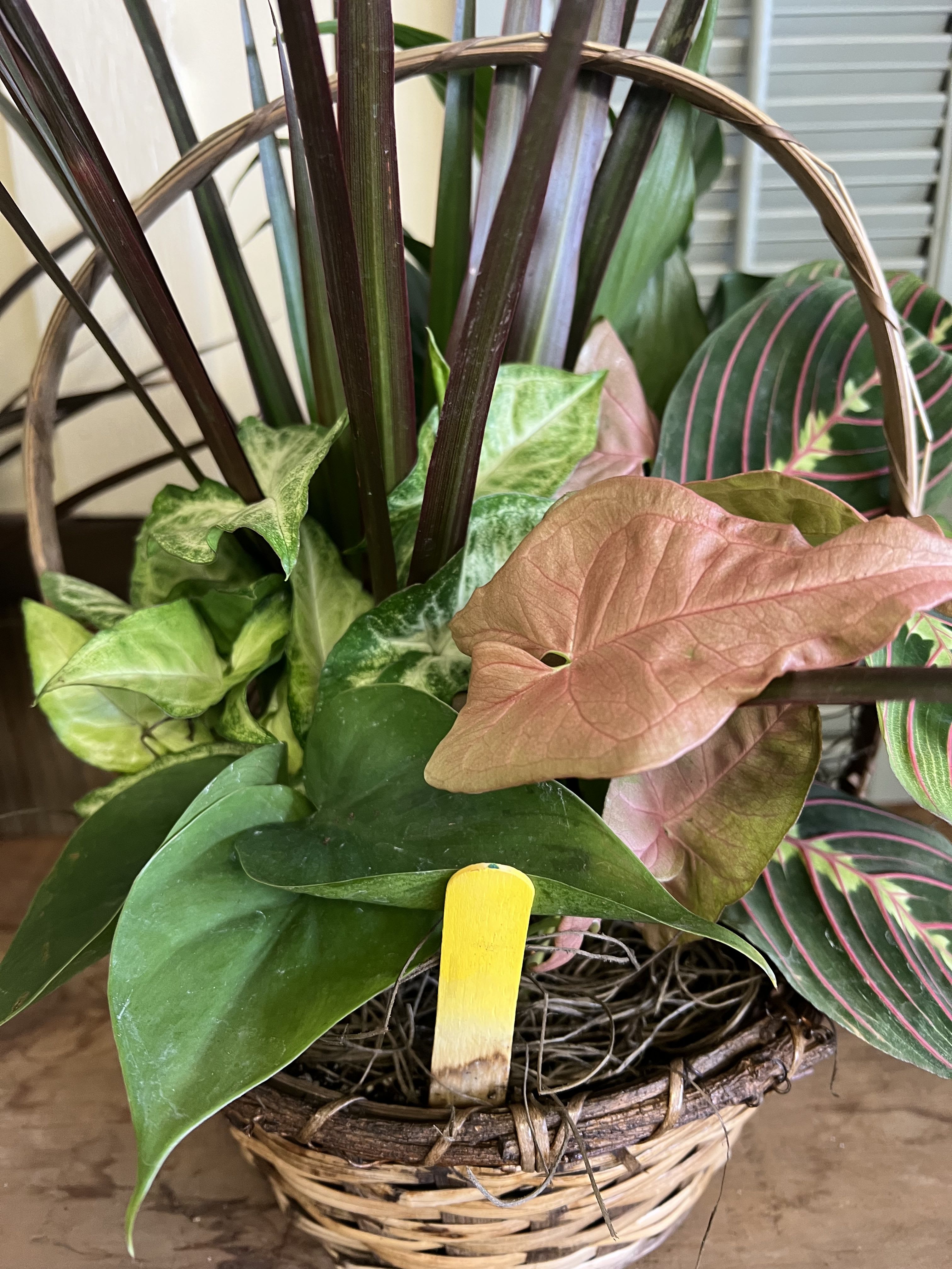 Dish Gardens - Various green plants in a wicker basket or container 8" - $60.00 10" - $80.00 12" - $100.00